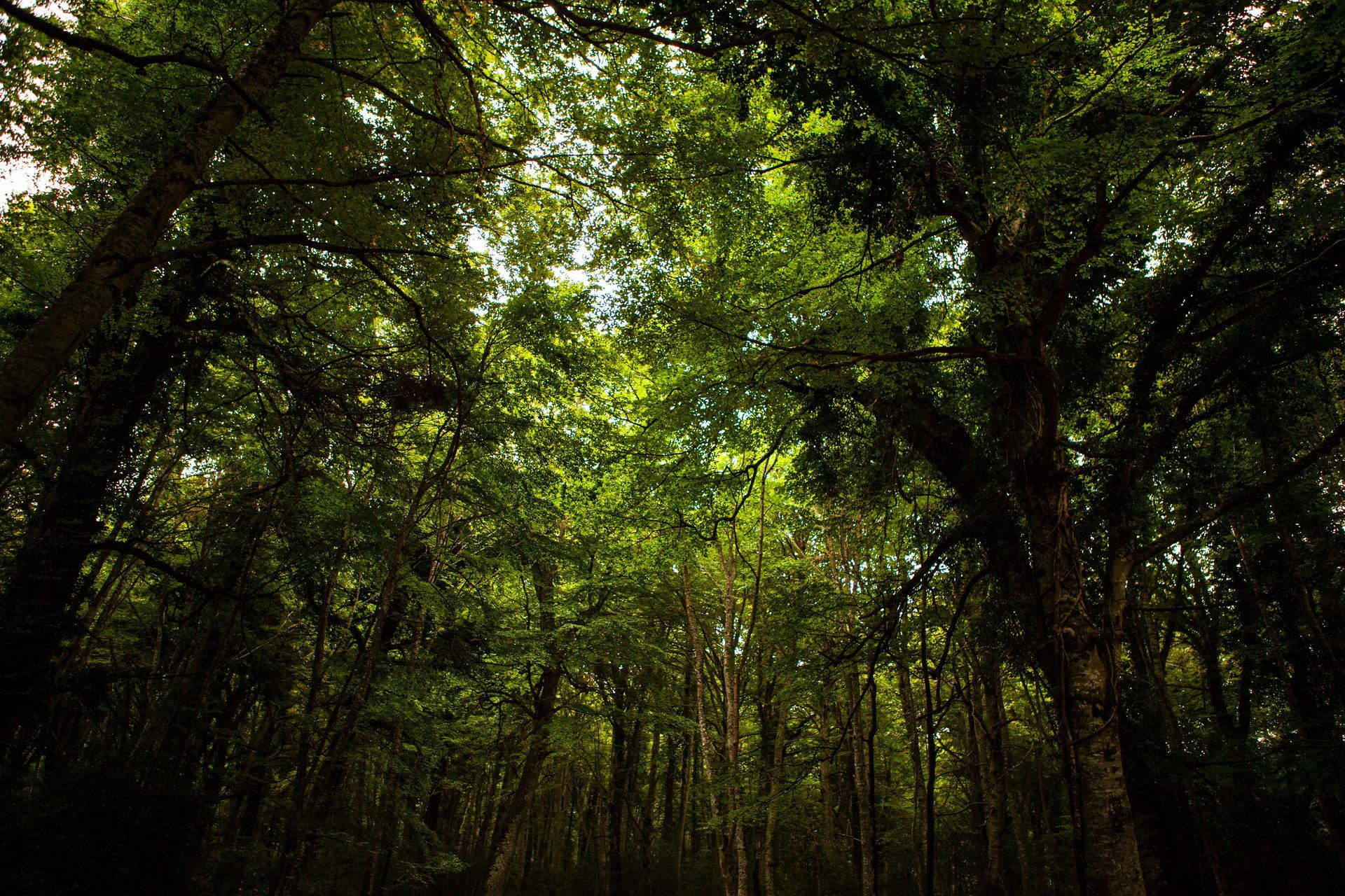 Una fitta volta di alberi verdi che filtrano attraverso la luce del sole.