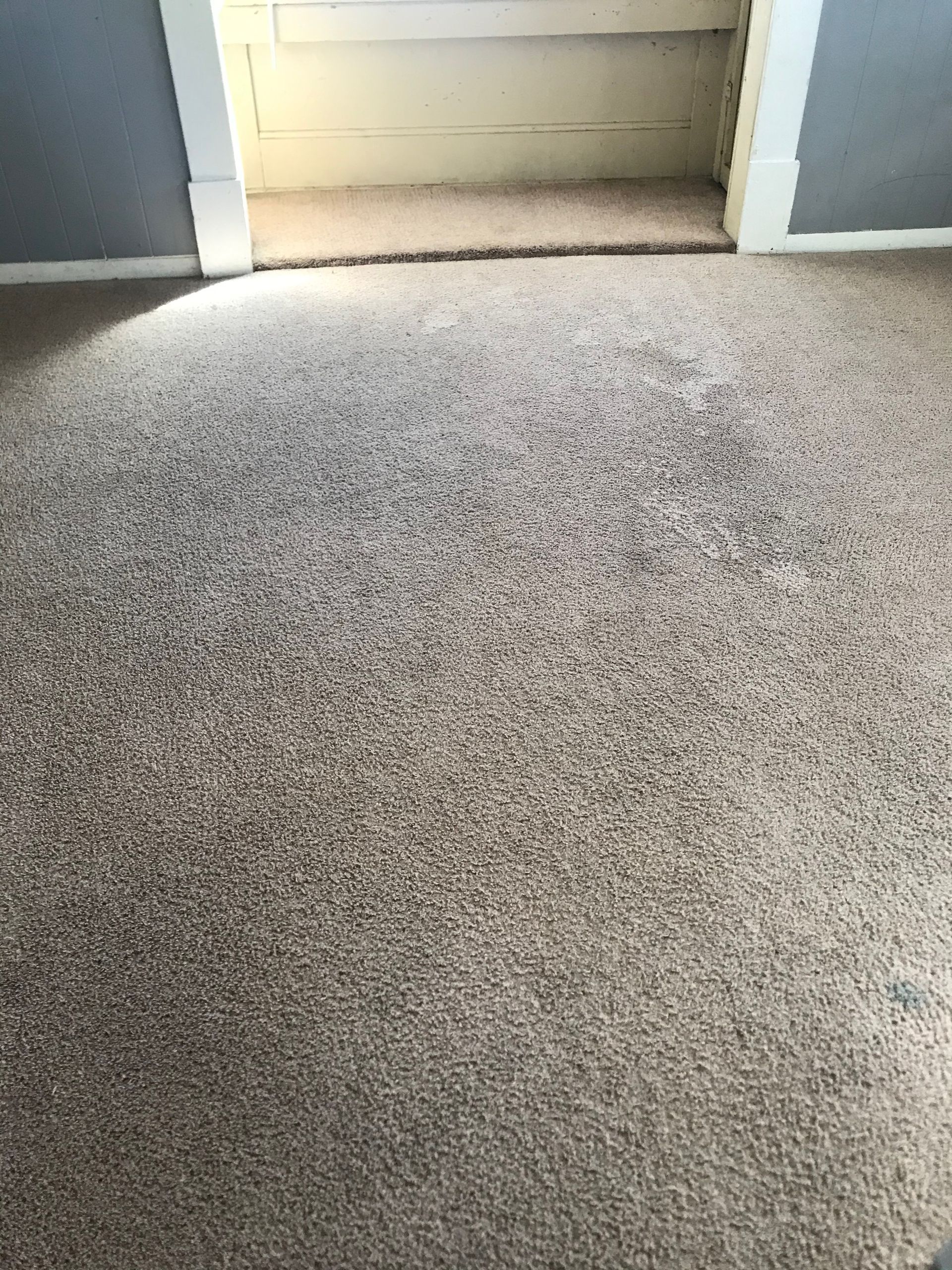 A close up of a carpeted floor in a room.