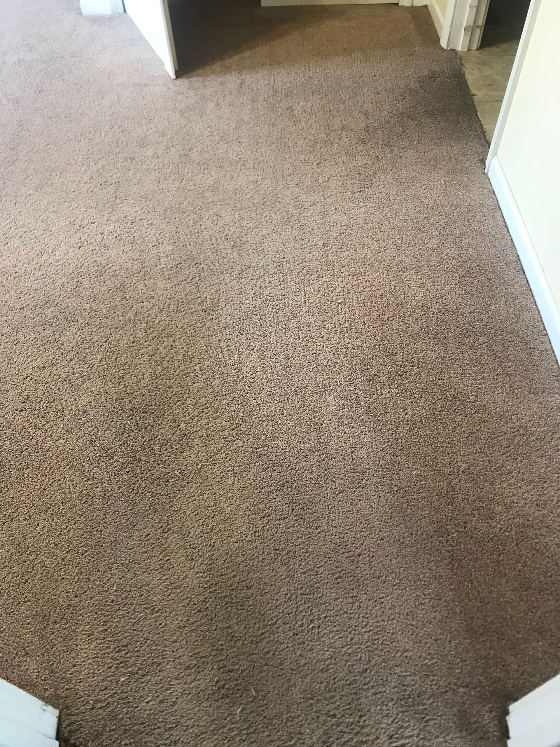 A close up of a brown carpeted floor in a room.