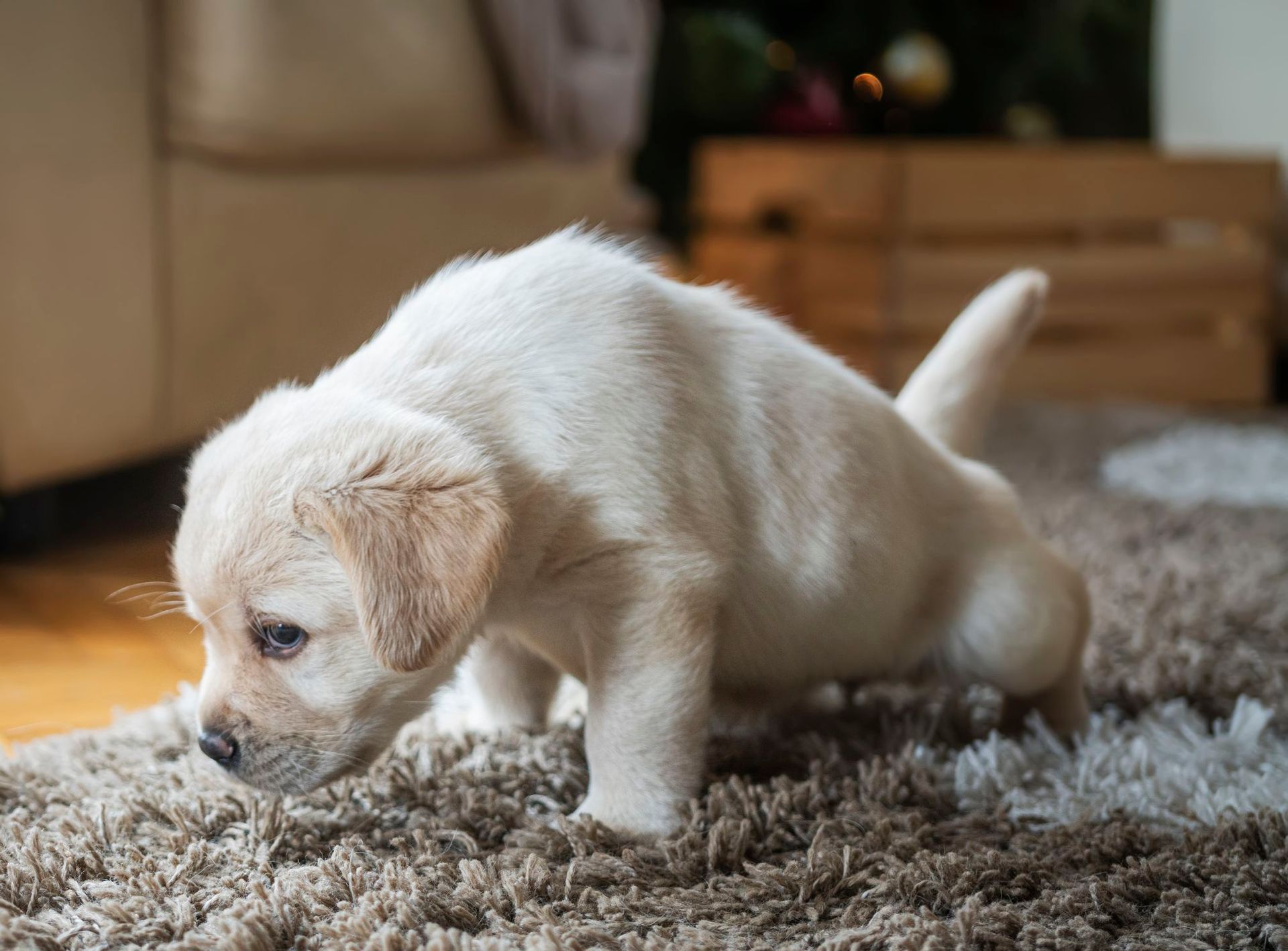 A puppy is sniffing the floor in a living room.