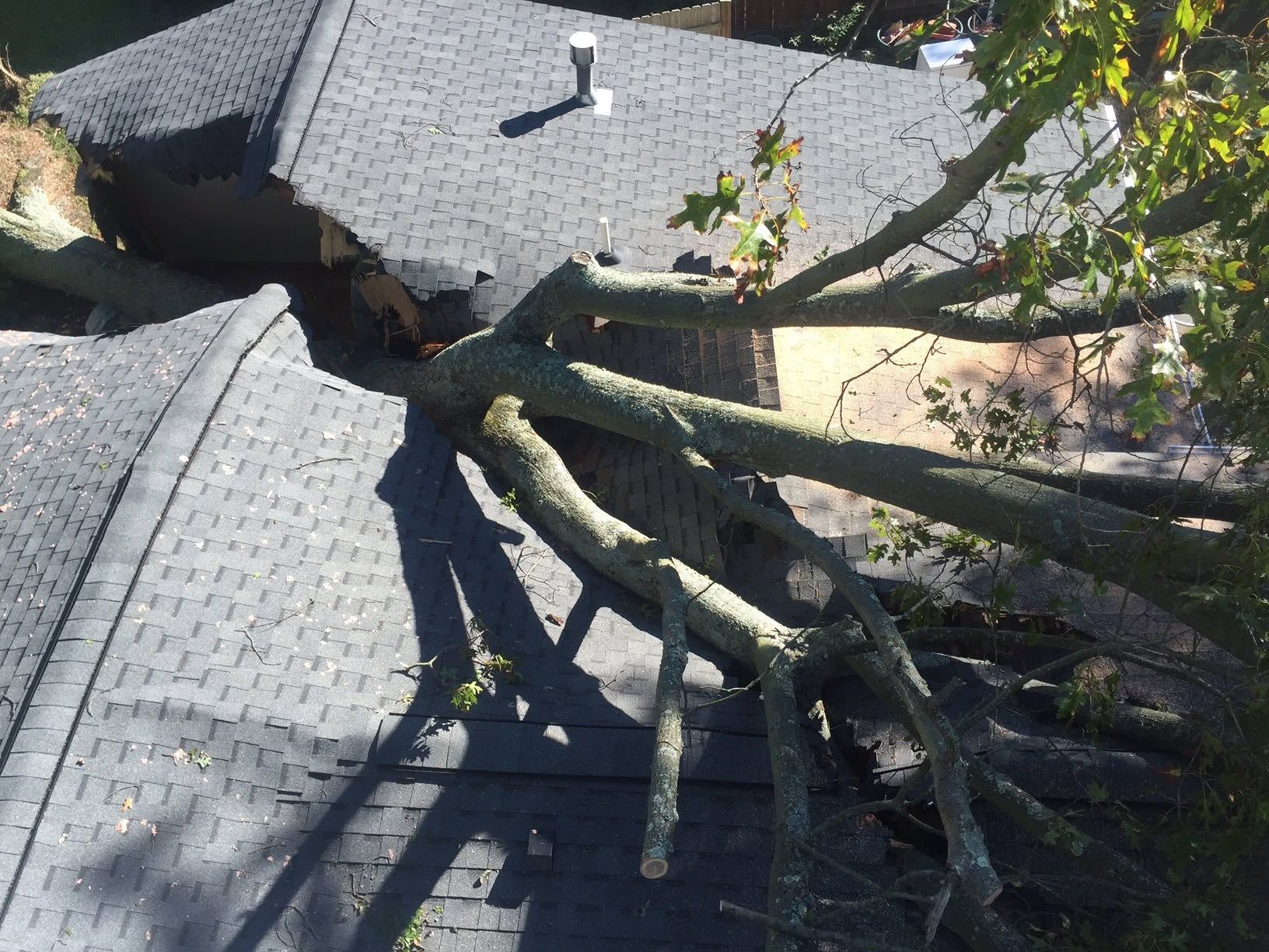 Tree roots lifting and cracking a gray shingled roof with debris and damage visible