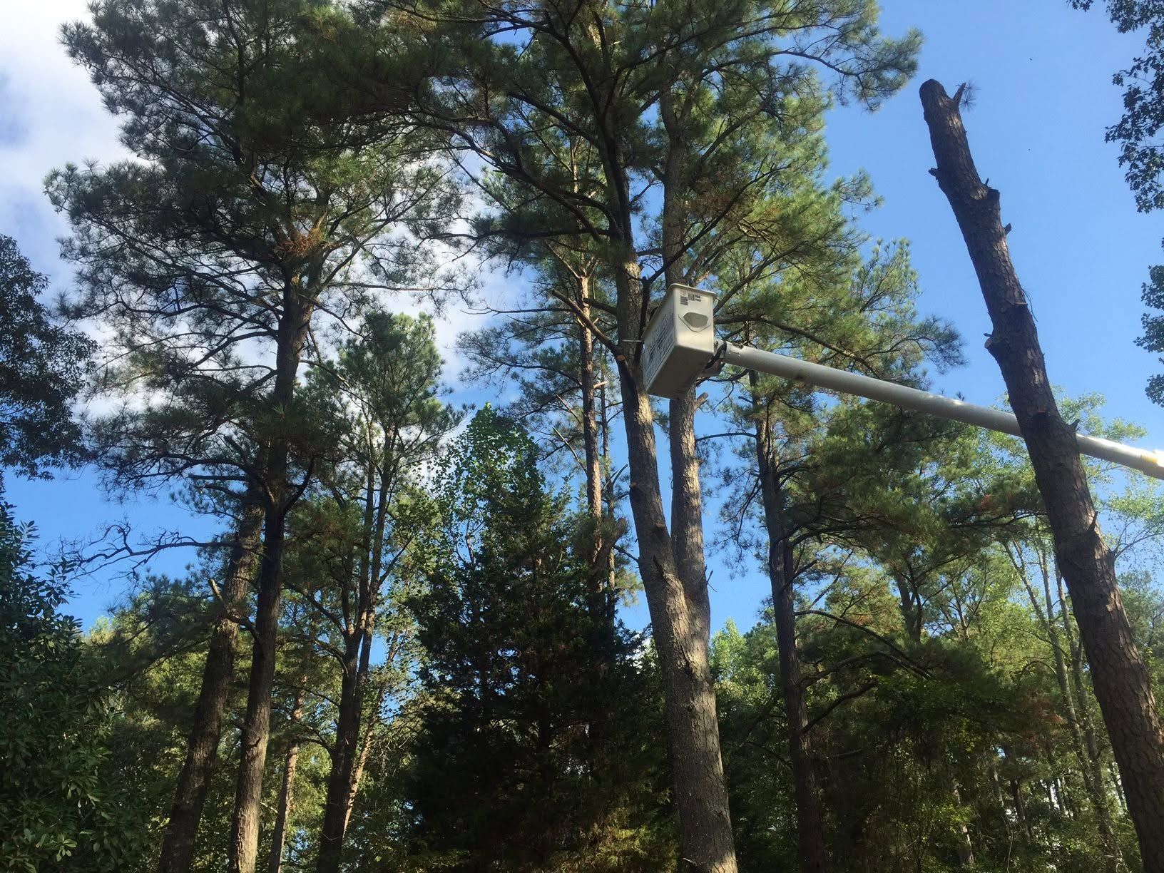 Tall pine trees against a bright blue sky with a cut tree trunk on the right