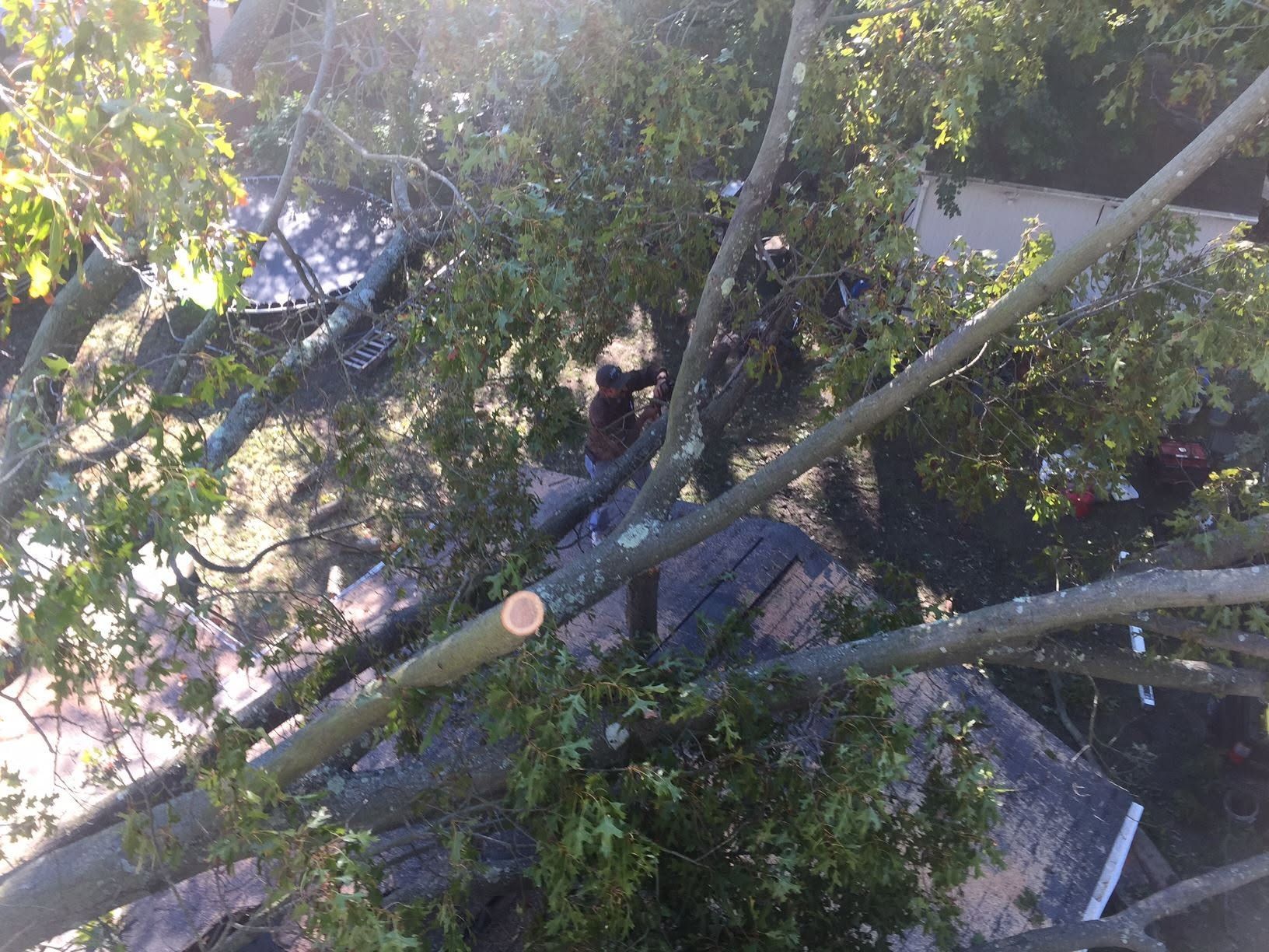A fallen tree with broken branches lies across a driveway near a house, with dense green foliage around it.