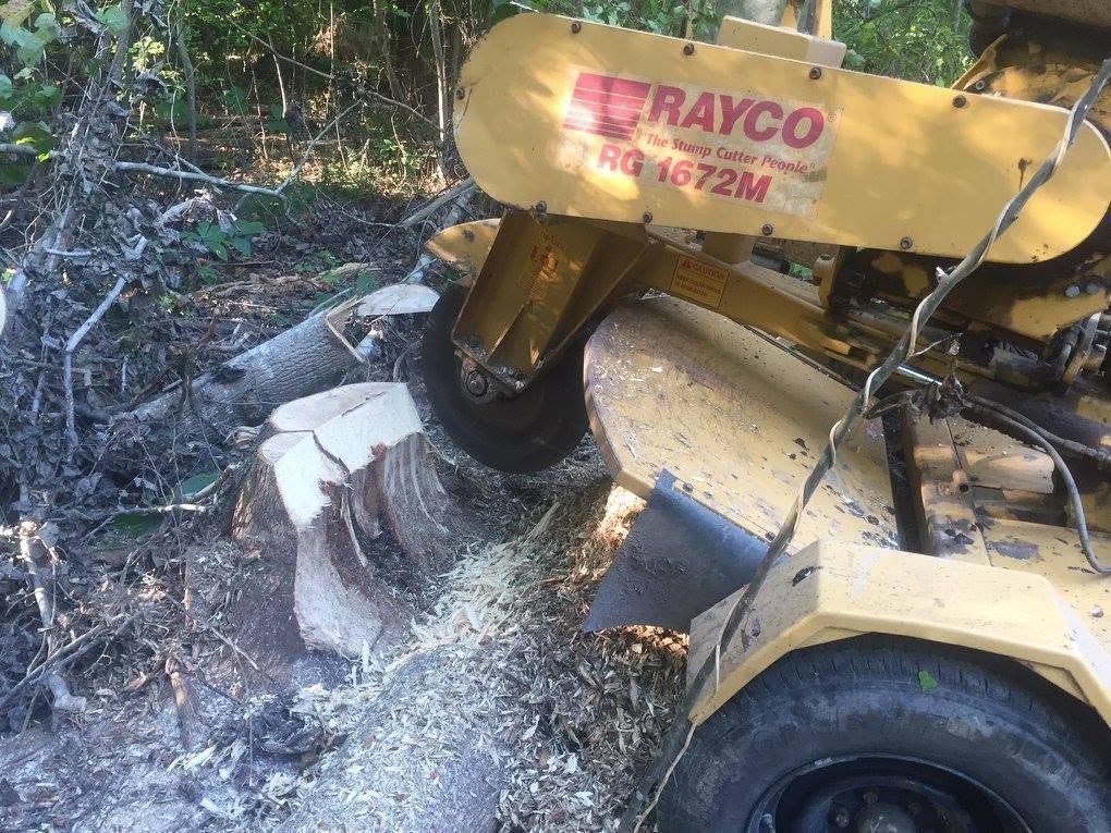 Yellow Rayco stump grinder cutting a large stump, throwing wood chips in a forest clearing