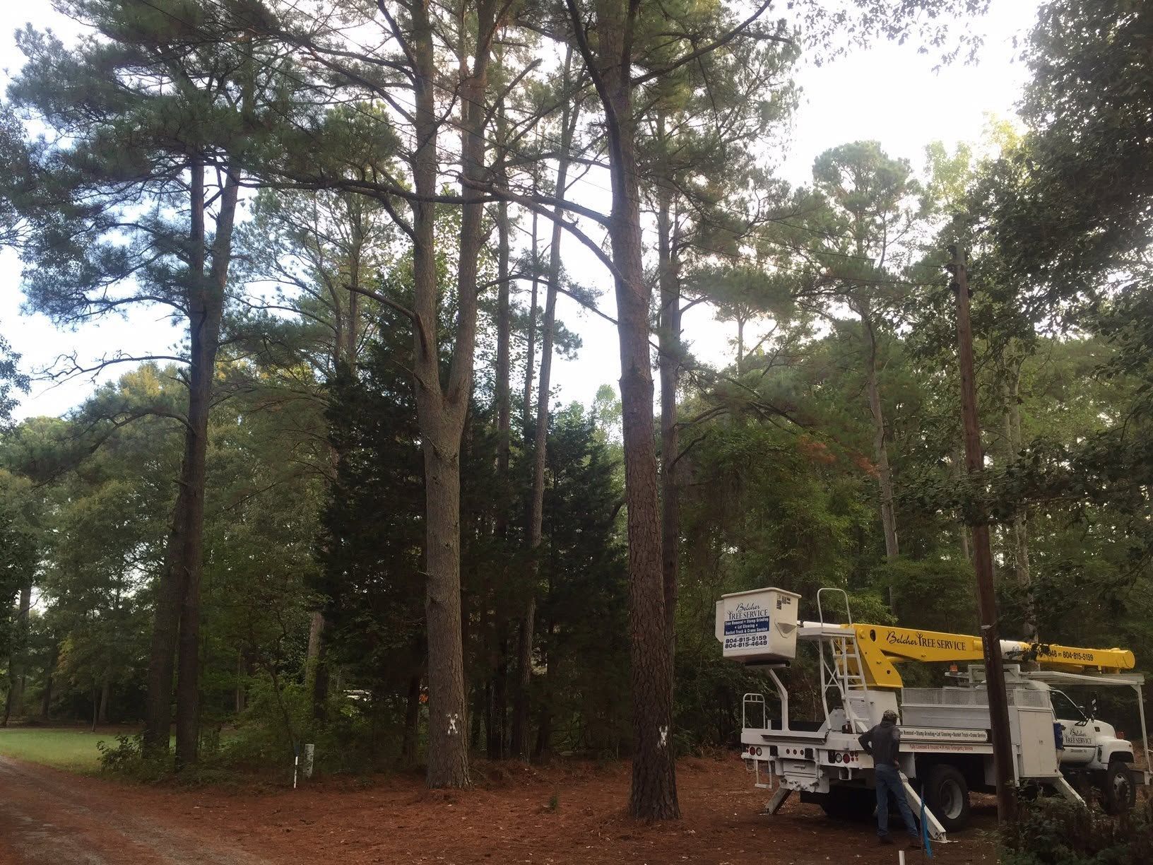 Utility truck with bucket lift parked among tall pine trees in a wooded area