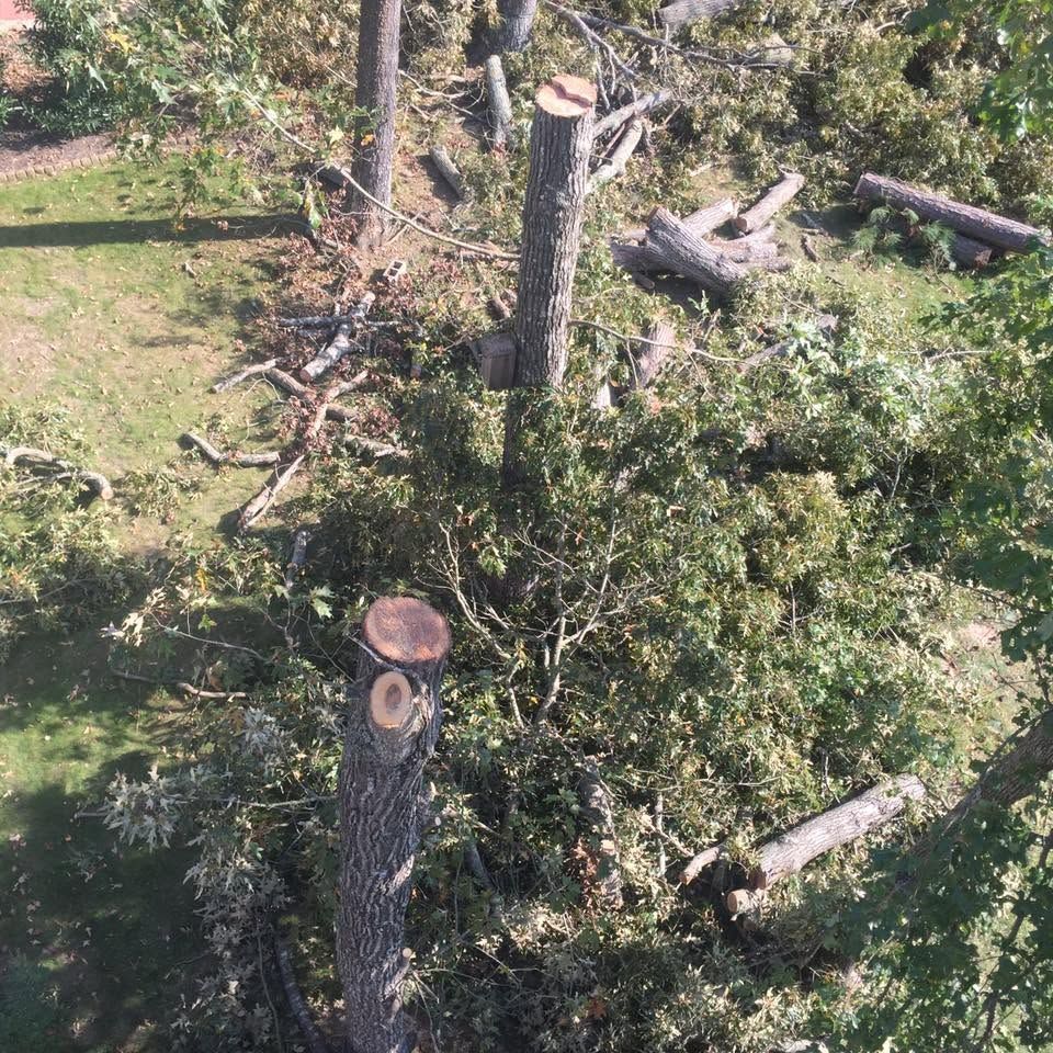 Cut tree trunks and scattered branches in a grassy yard with a stump in the center