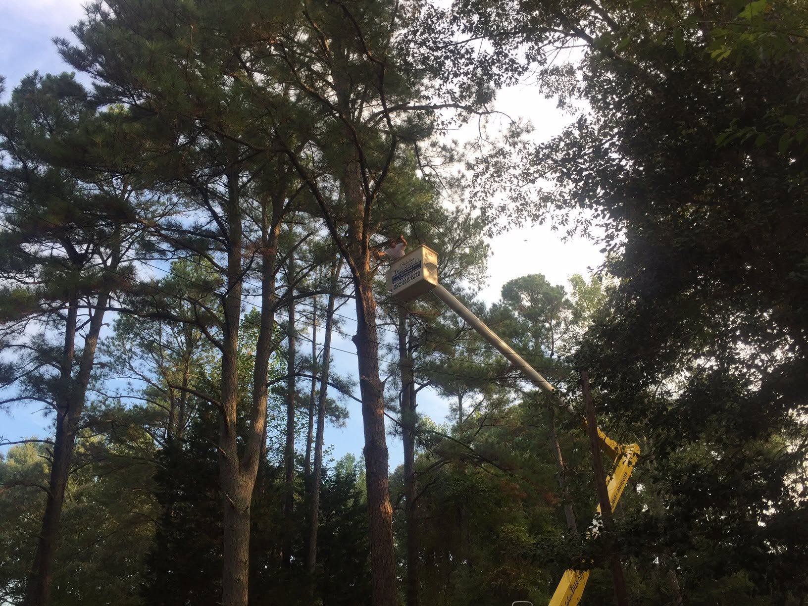 Tree service worker in a bucket lift among tall trees at dusk