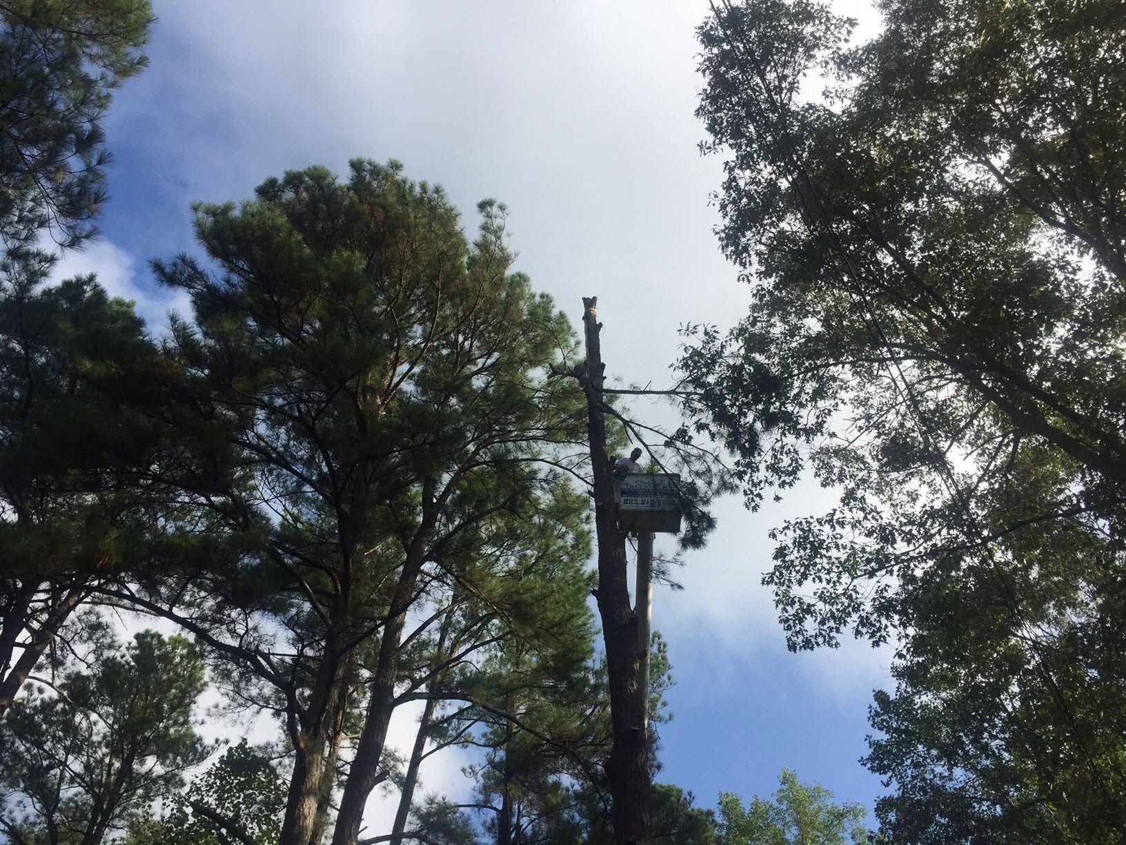 Tall trees and a utility pole against a bright blue sky with clouds