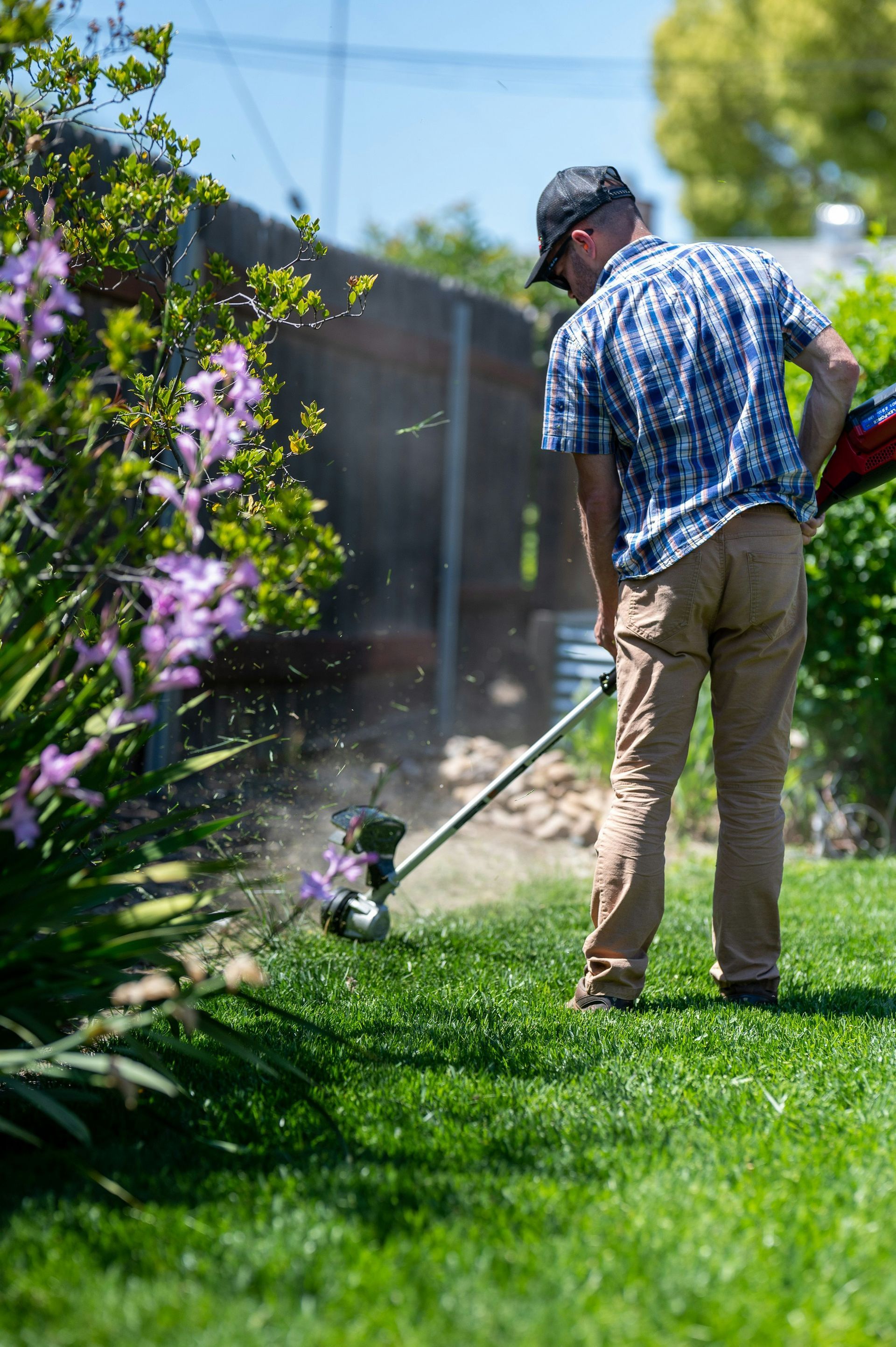 Person watering a green lawn with a hose beside purple flowers on a sunny day