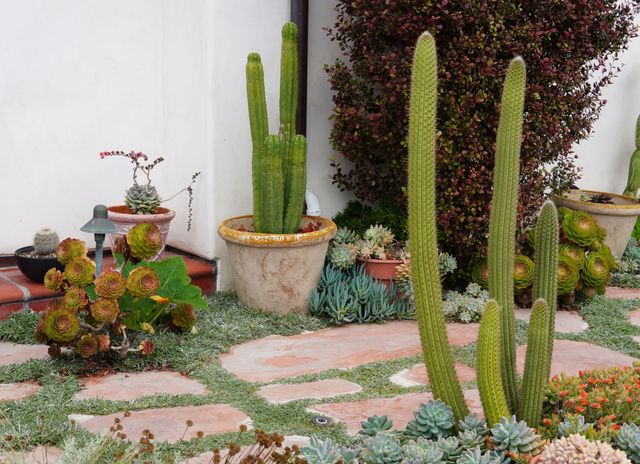 Desert garden with tall cacti, succulents, and a stone path against a white wall