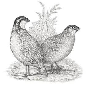 Two quail standing back to back in a pencil sketch on a plain background
