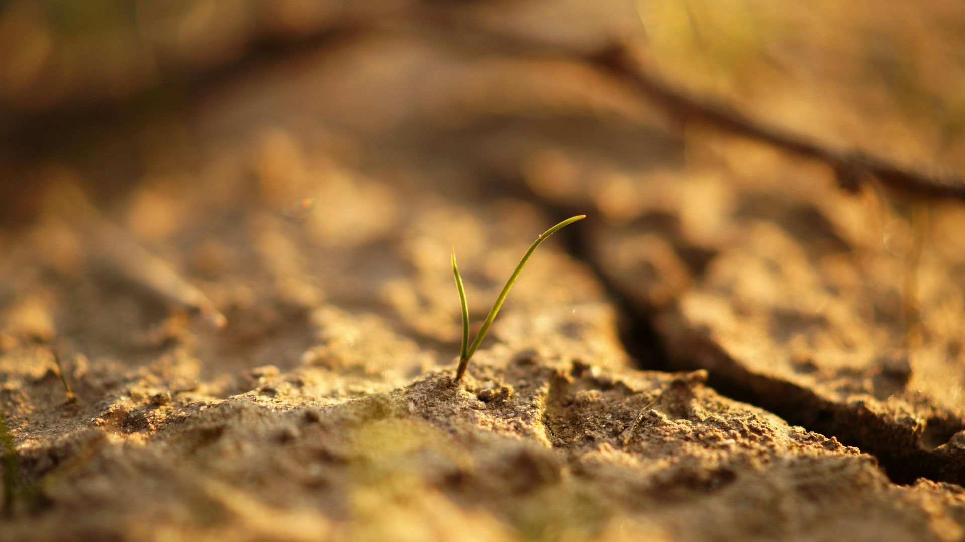 A single green sprout emerges from cracked, dry earth, bathed in golden sunlight.