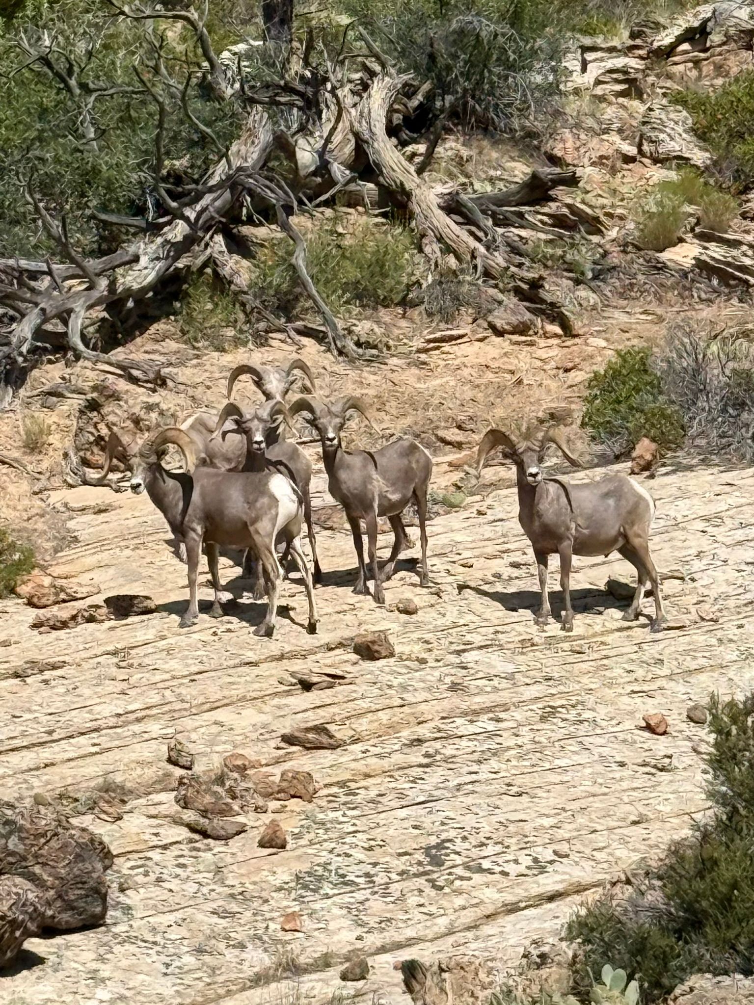 Big Horn Sheep Zion National Park Guided Tours