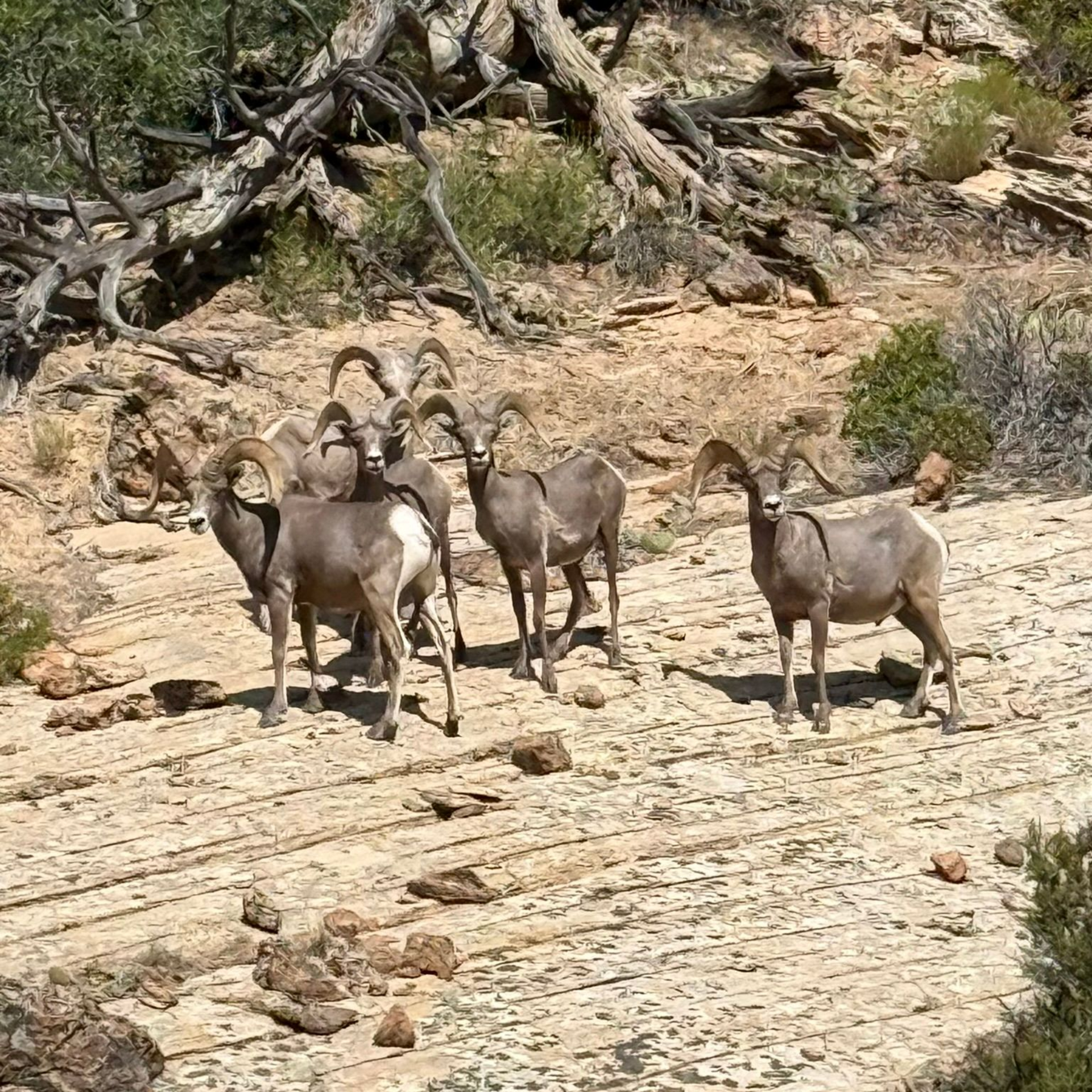 Big Horn Sheep Zion National Park Tours