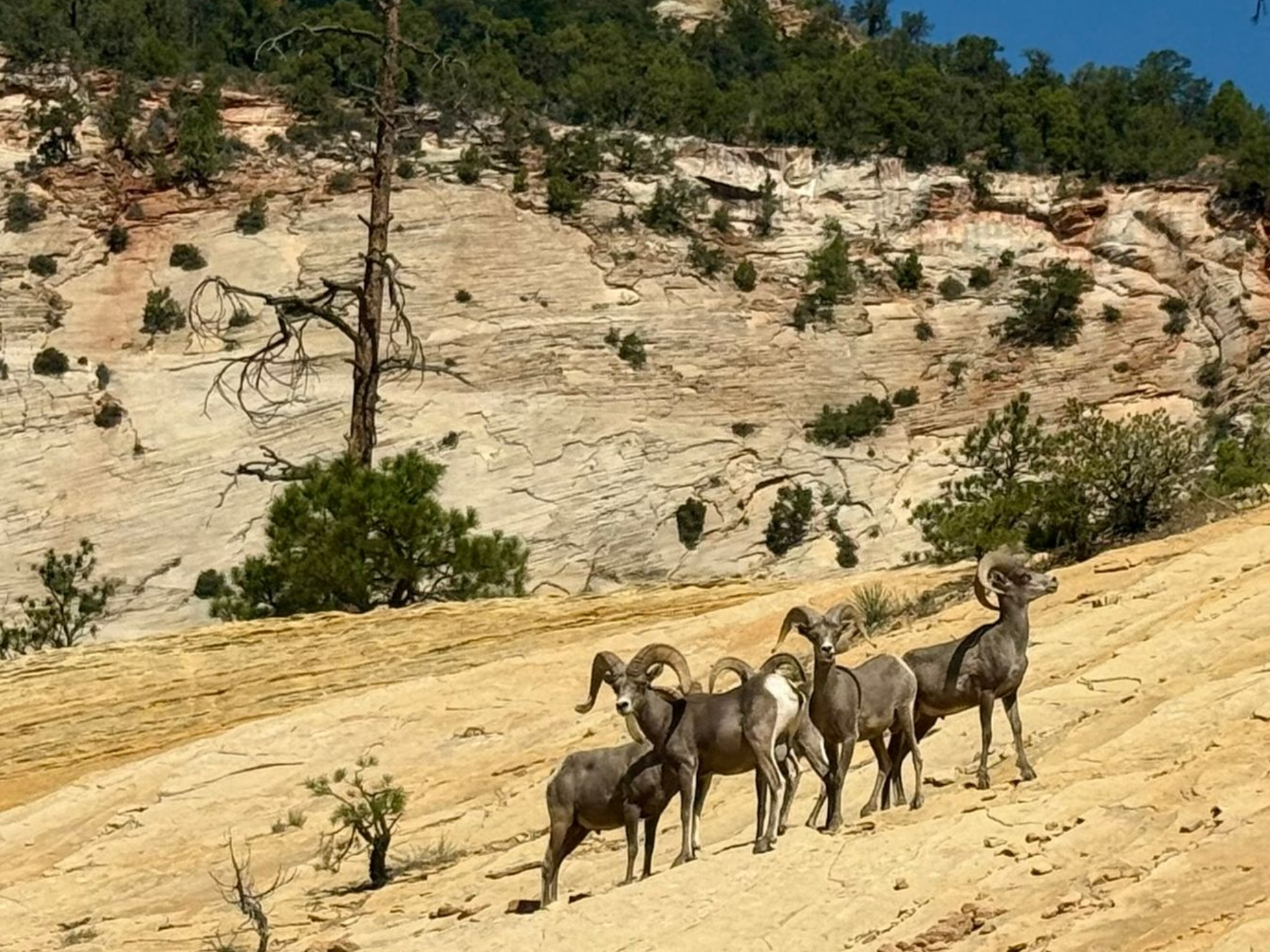 Big Horn Sheep Zion National Park Tours