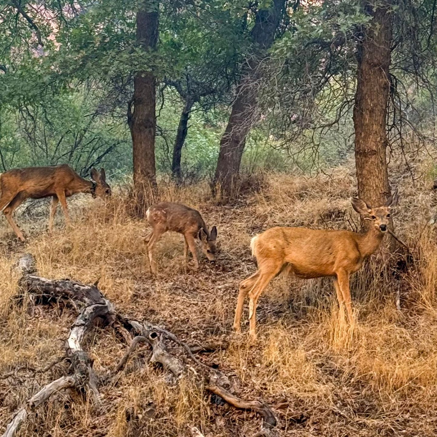 Mule Deer Zion National Park