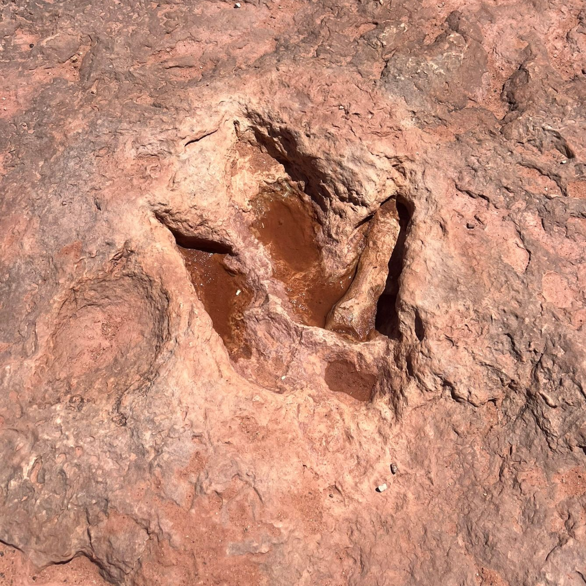 Navajo Moenave Dinosaur Tracks