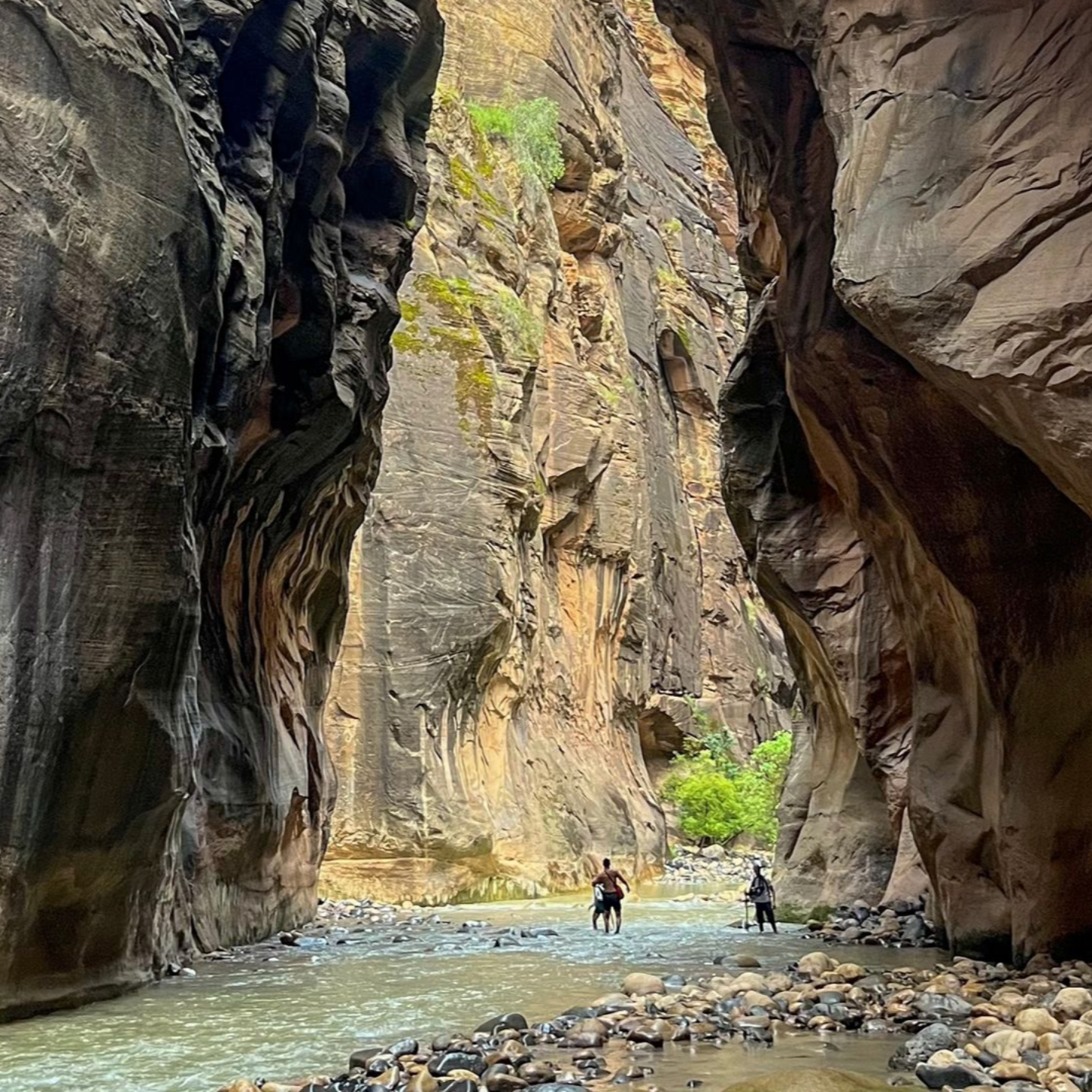 The Narrows Guided Hike at Zion National Park