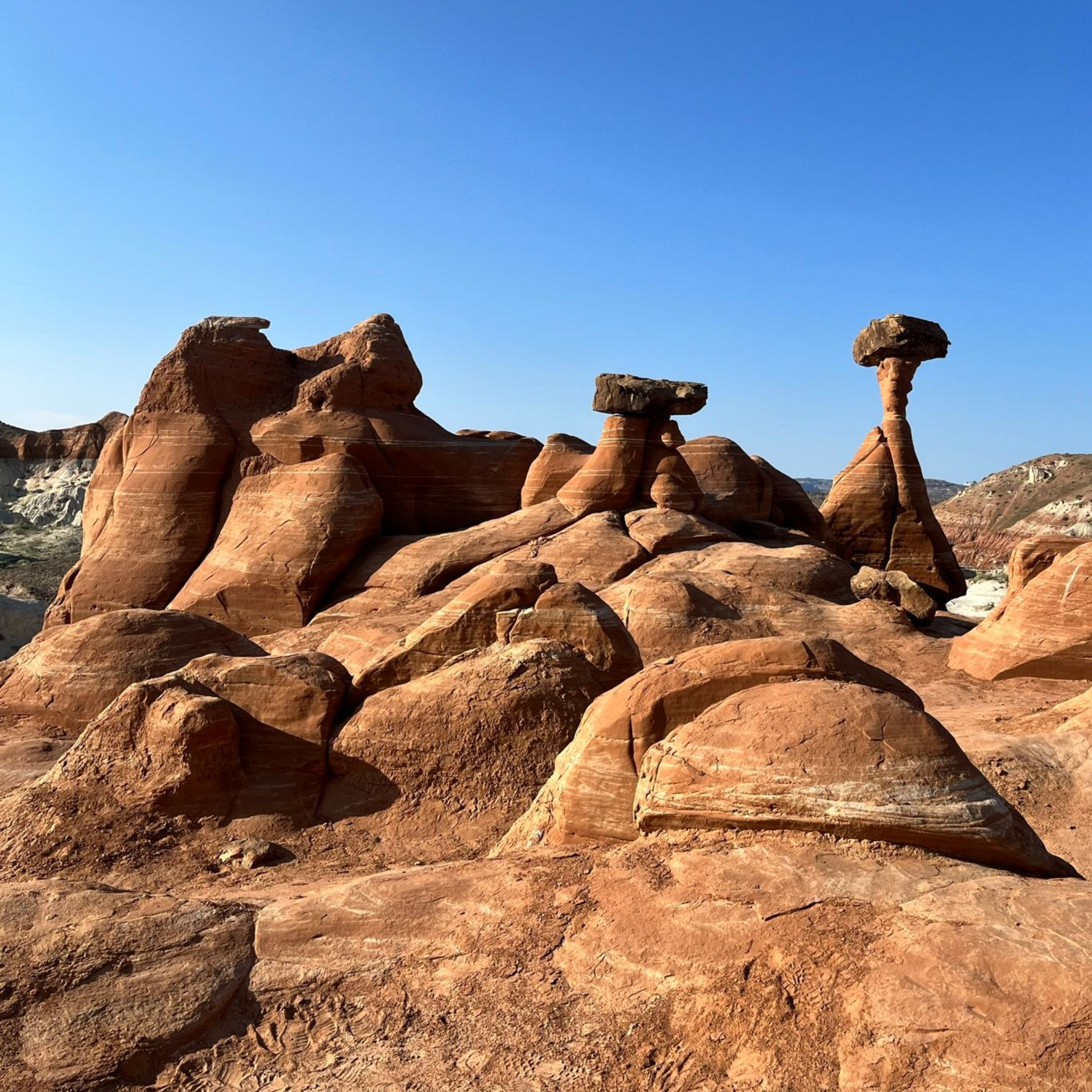 The Toadstools