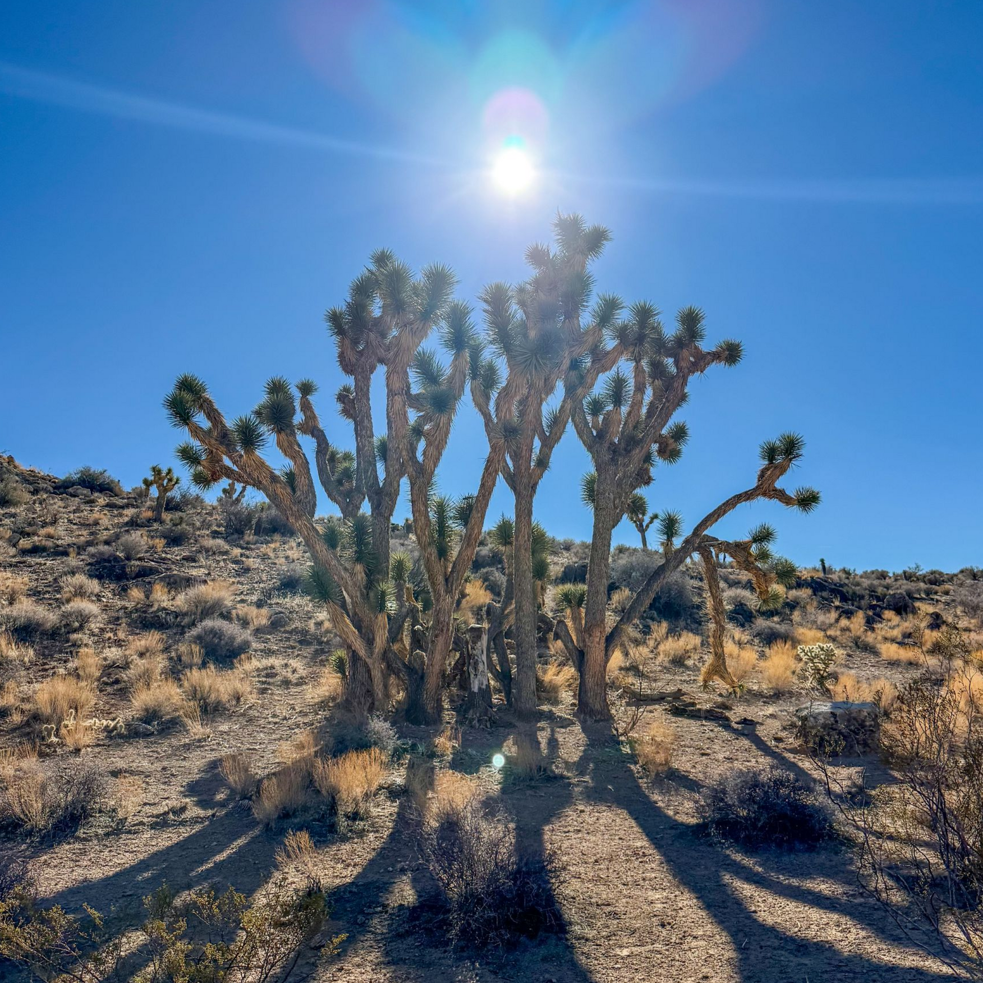 Joshua Trees at the Virgin River Canyon Recreation Area