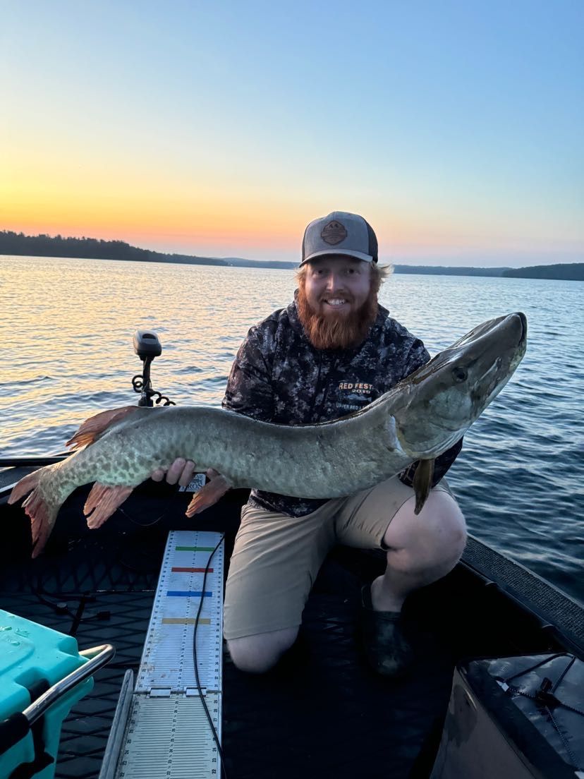 Man kneeling in a boat, holding a large muskie he caught at sunset.
