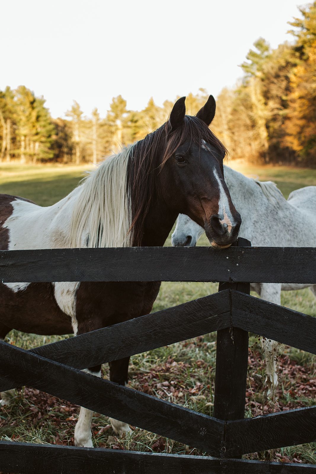 A brown and white horse standing behind a black fence.