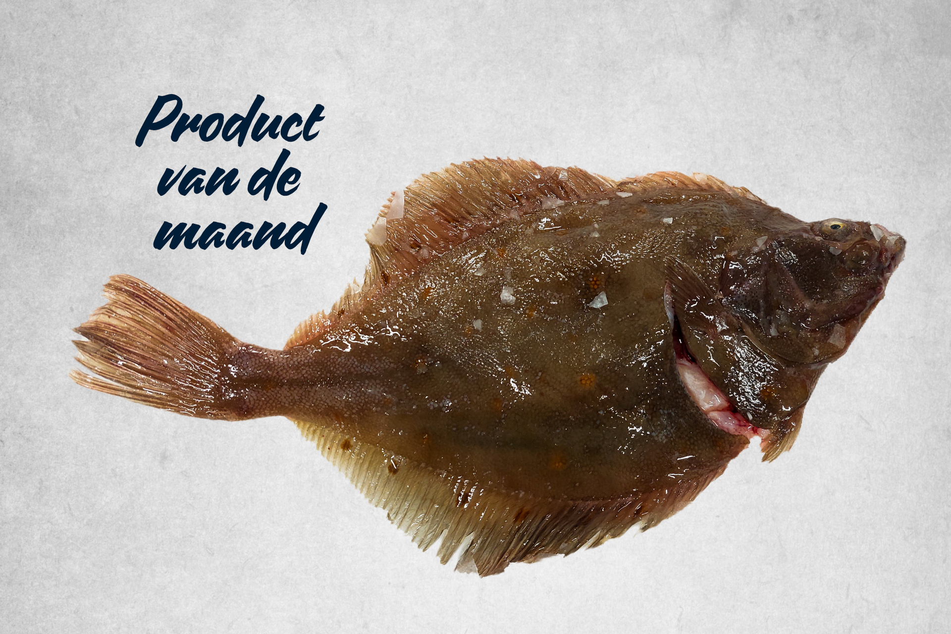 Hele schol op ijs. Product van de maand bij Seven Seas International.