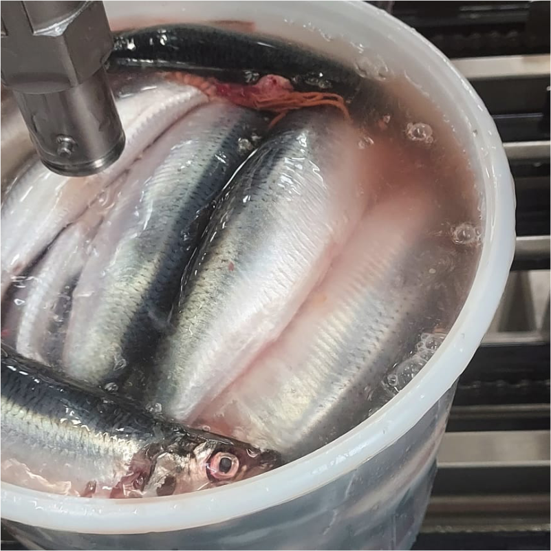 Hollandse Nieuwe haring in vaatje