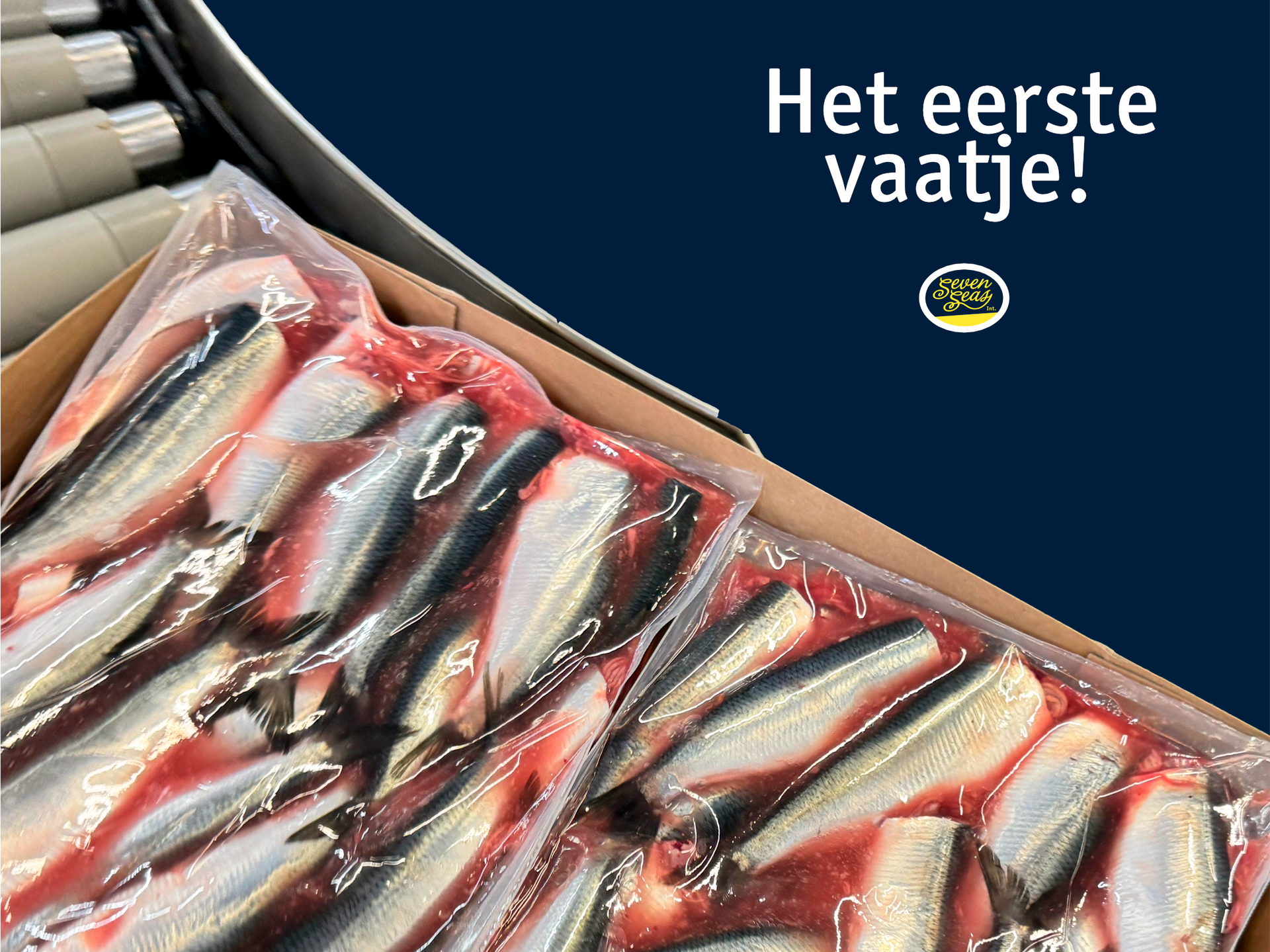 recept Hollandse Nieuwe Hollandse Nieuwe met avocado op een meergranen cracker, met peper en citroen, recept