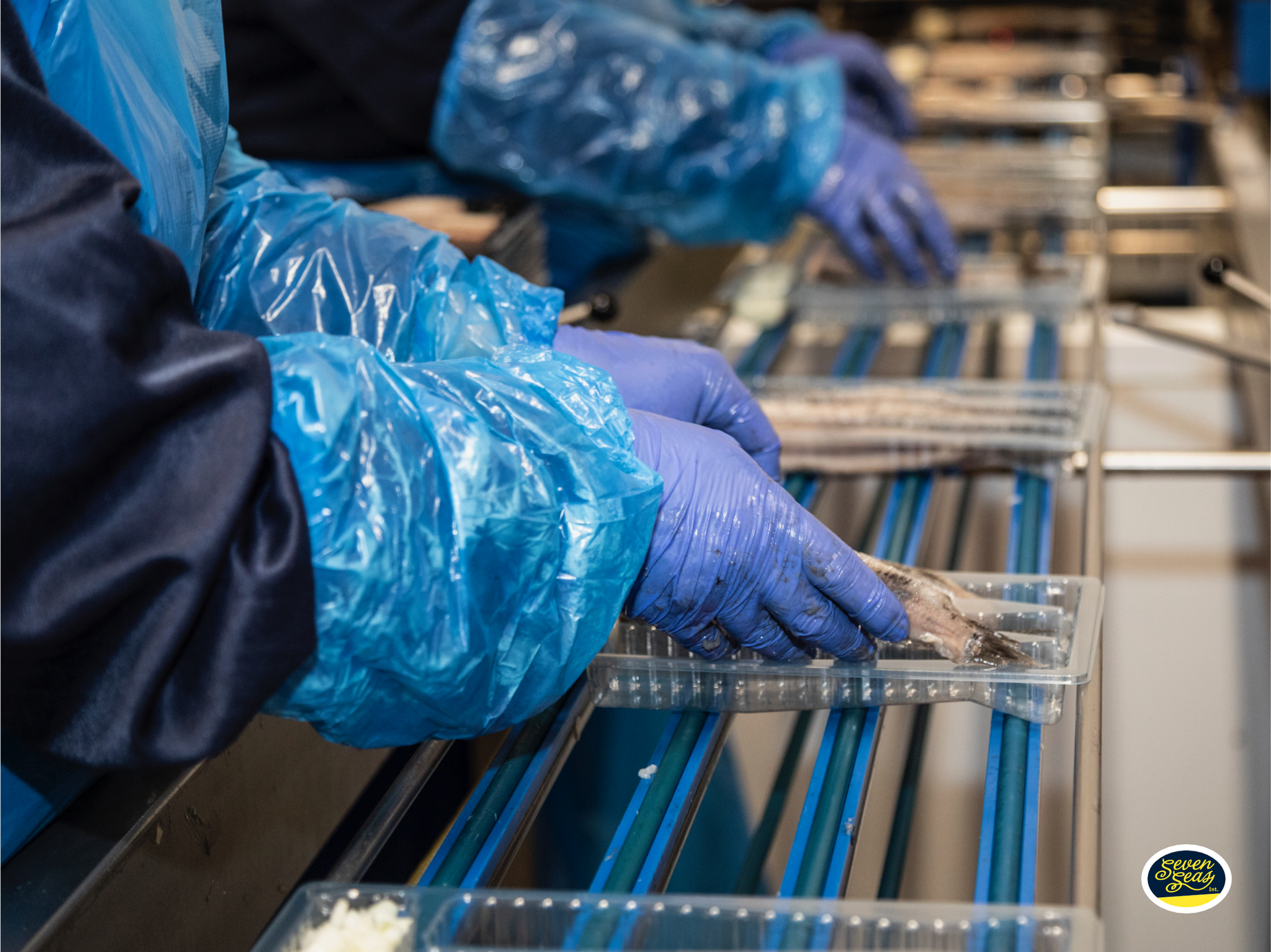 Productielijn Hollandse Nieuwe Hollandse Nieuwe wordt verpakt op lijn in retail verpakking met ui