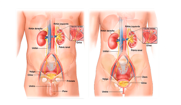 Enfermedades urinarias DR. JAVIER MEDRANO SÁNCHEZ