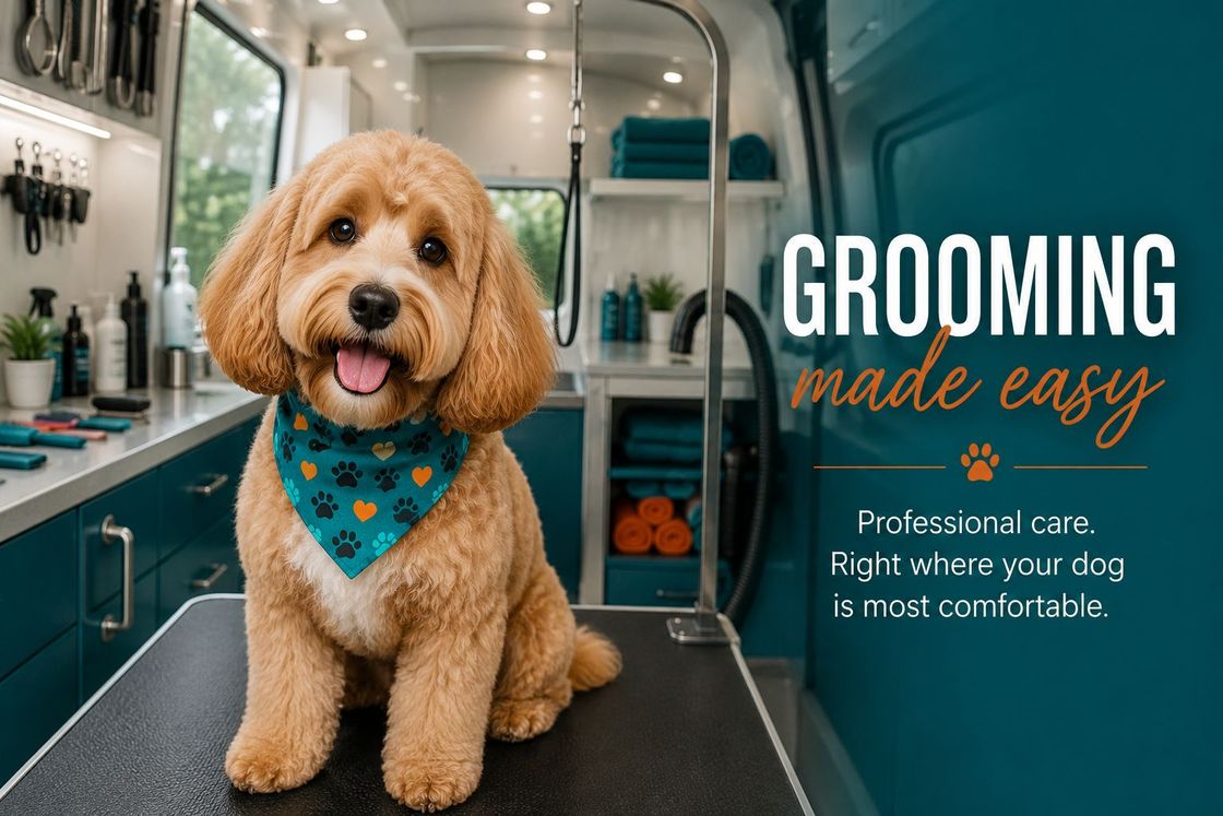 Happy golden doodle wearing a bandana, freshly groomed