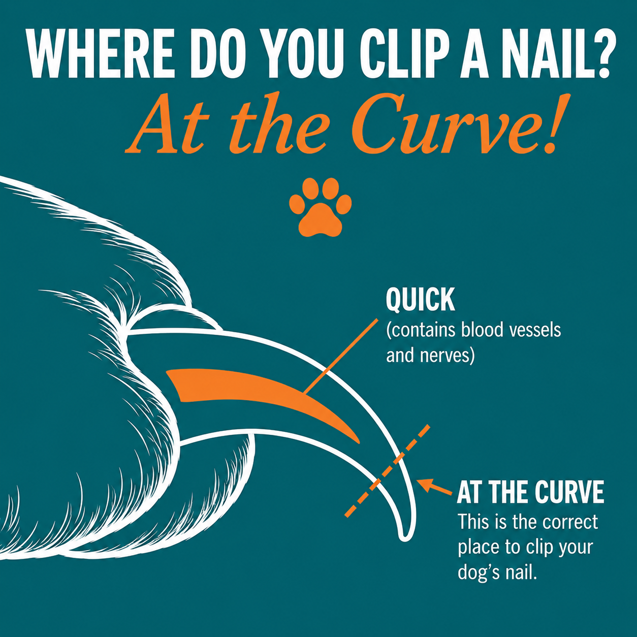 Where Do you clip a nail to diagram