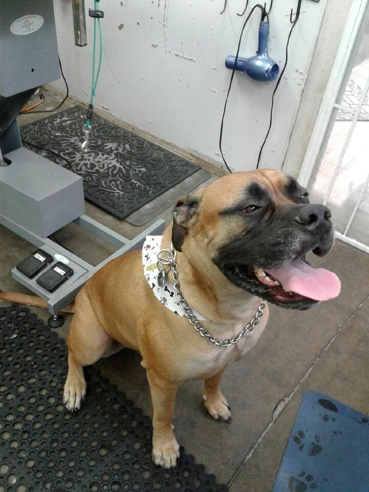 Noah's Ark Dog & Cat Grooming Pet groomers Elk Grove, CA