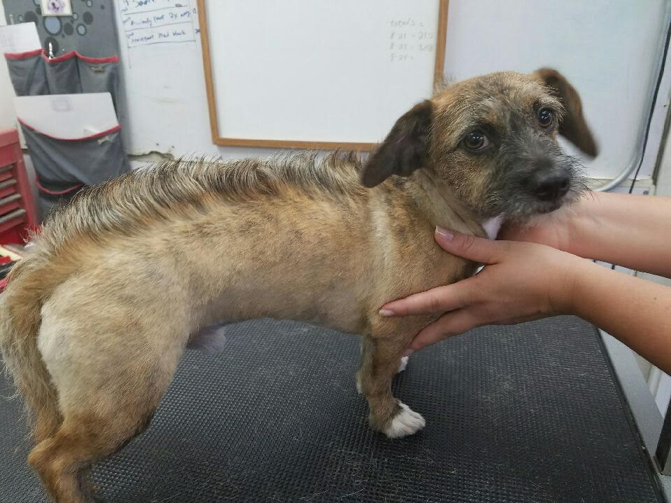 Noah's Ark Dog & Cat Grooming Pet groomers Elk Grove, CA