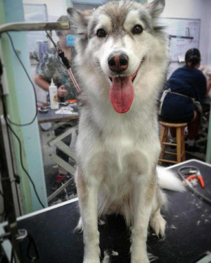 Noah's Ark Dog & Cat Grooming Pet groomers Elk Grove, CA