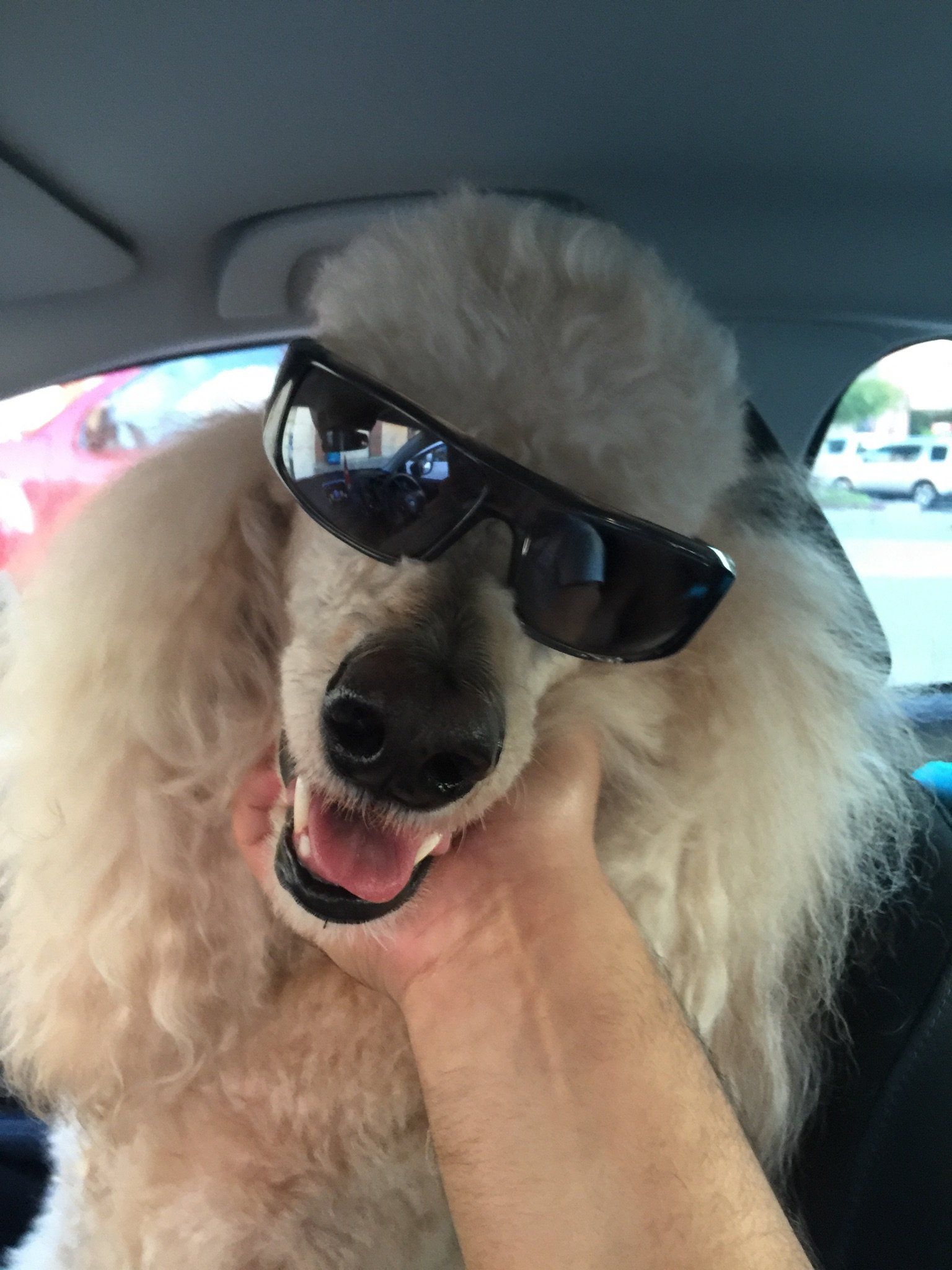 Funny Dog Wearing Sunglasses - Elk Grove, CA - Noah's Ark Dog & Cat Grooming