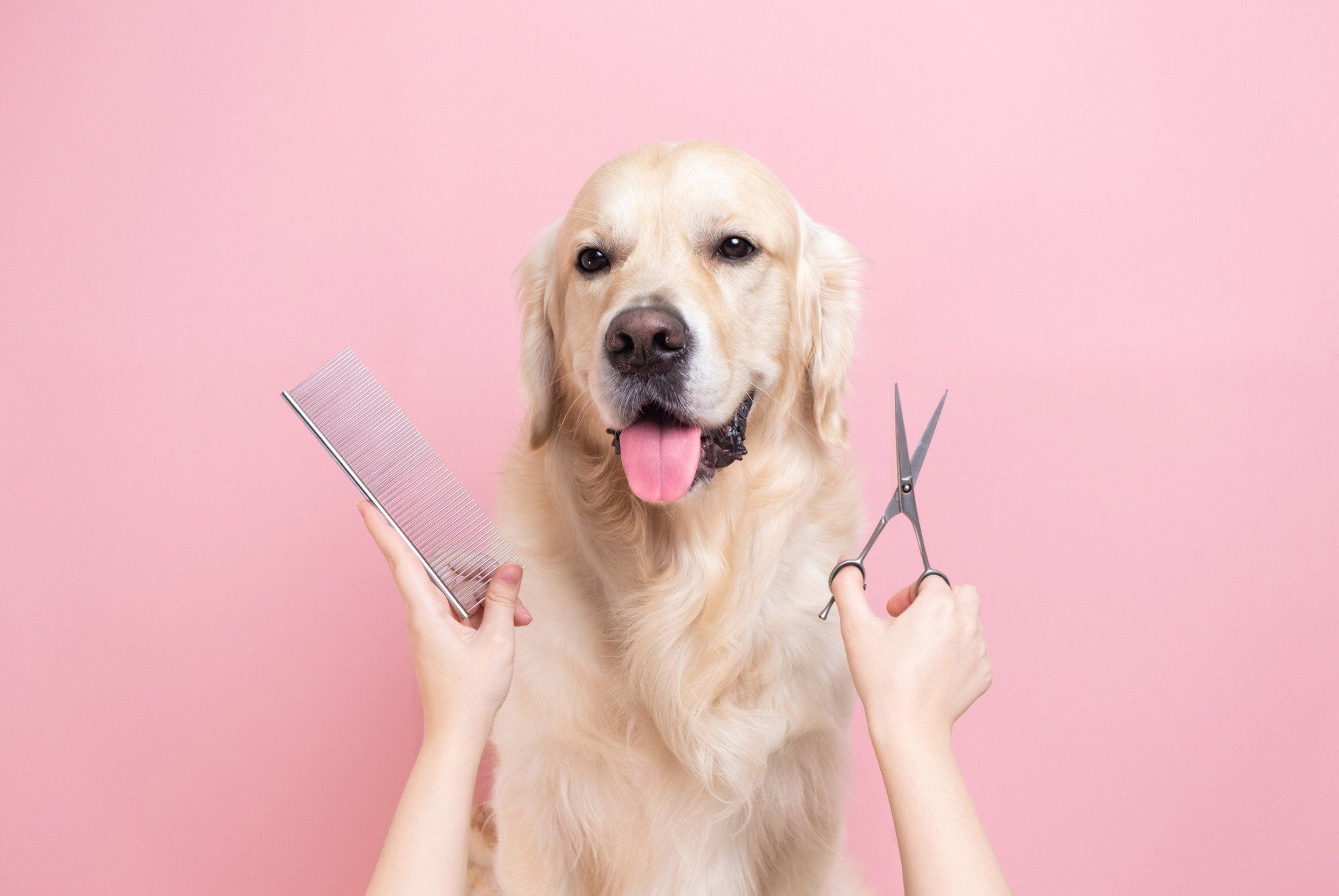 A Professional Is Grooming A Dog - Elk Grove, CA - Noah's Ark Dog & Cat Grooming A Professional Is Grooming A Dog - Elk Grove, CA - Noah's Ark Dog & Cat Grooming