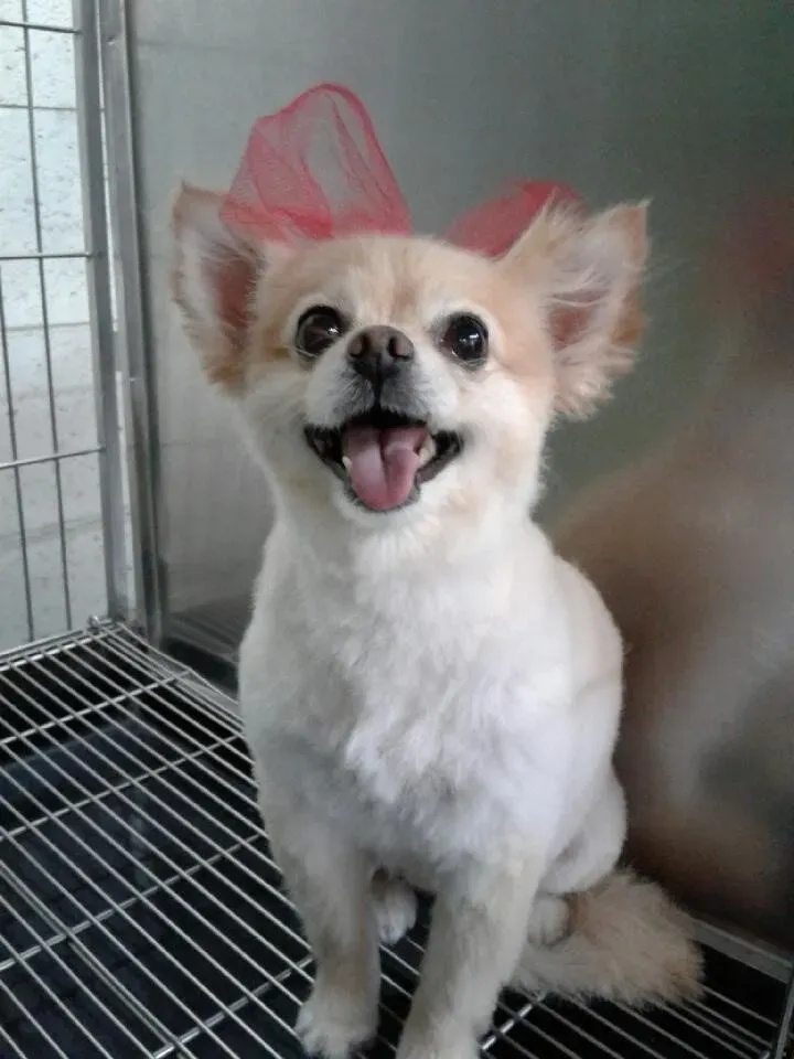 Cute Dog - Elk Grove, CA - Noah's Ark Dog & Cat Grooming