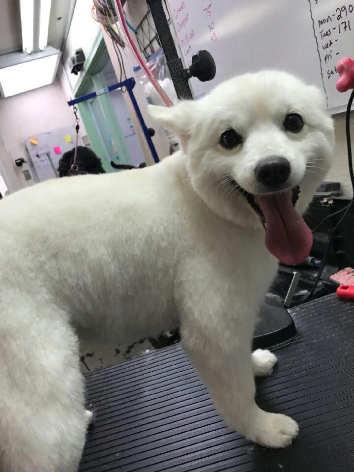 Happy Dog Grooming - Elk Grove, CA - Noah's Ark Dog & Cat Grooming