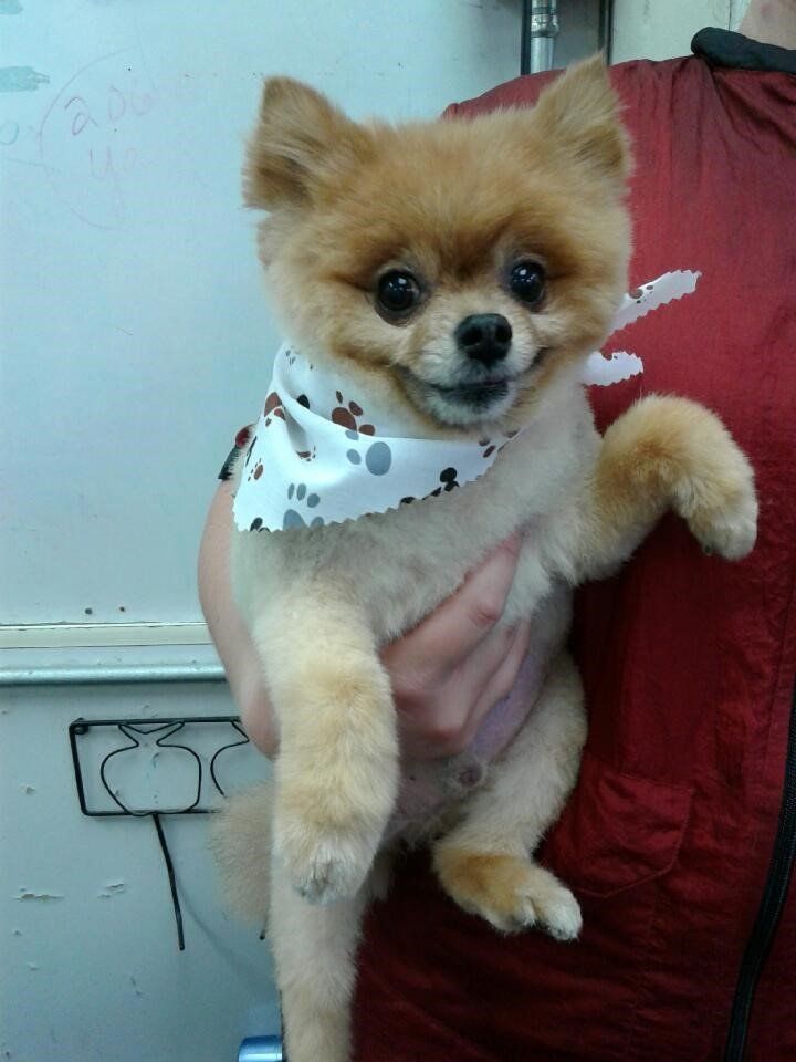 Cute Dog With Scarf - Elk Grove, CA - Noah's Ark Dog & Cat Grooming