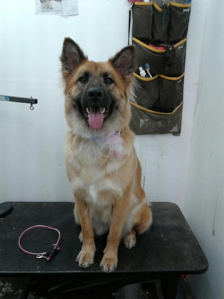 Dog Looking At The Camera - Elk Grove, CA - Noah's Ark Dog & Cat Grooming
