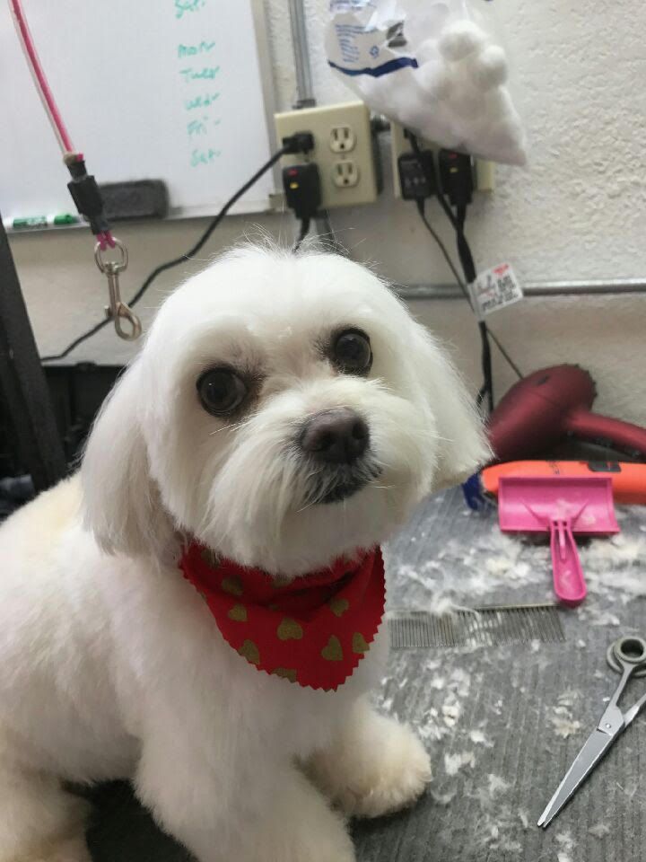 Maltese Dog - Elk Grove, CA - Noah's Ark Dog & Cat Grooming