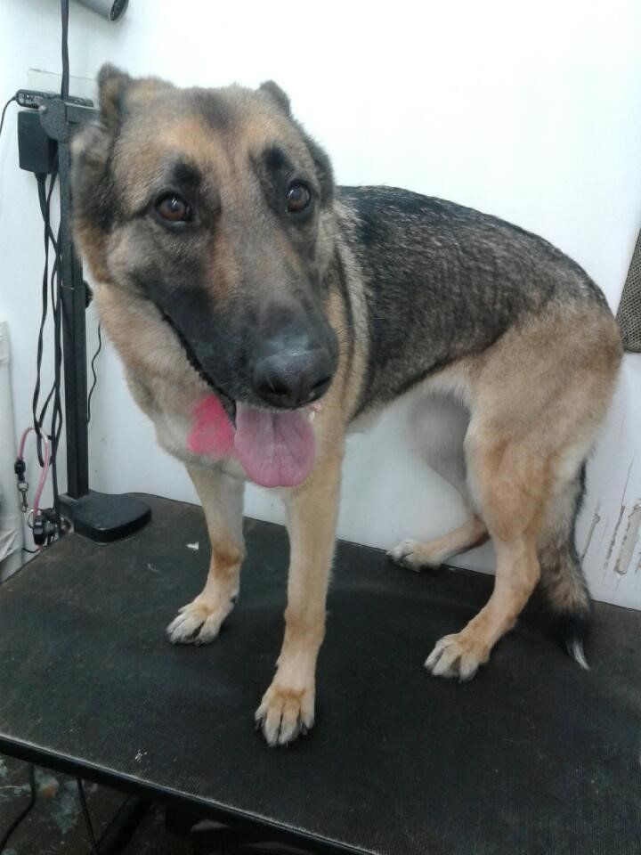 Dog Smiling - Elk Grove, CA - Noah's Ark Dog & Cat Grooming