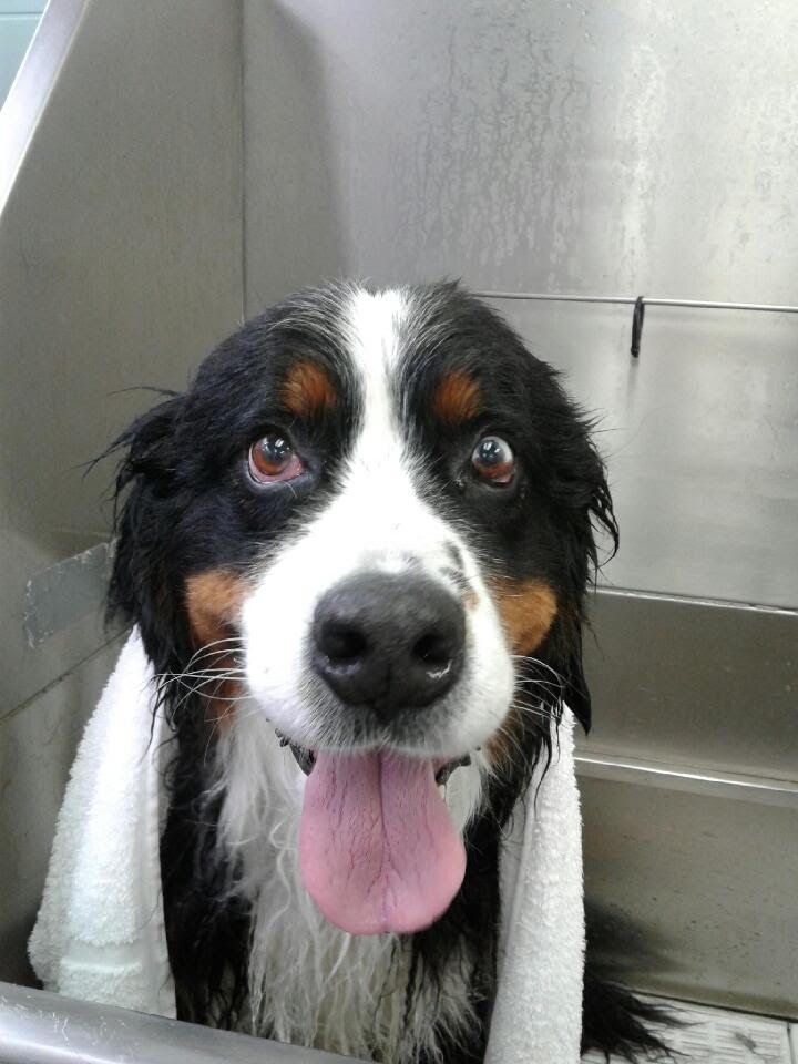 Happy Looking Dog - Elk Grove, CA - Noah's Ark Dog & Cat Grooming