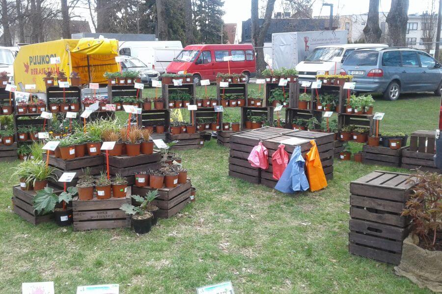 Stādu audzētava | Z/S Bērziņi- daudzgadīgo puķu stādu piegāde