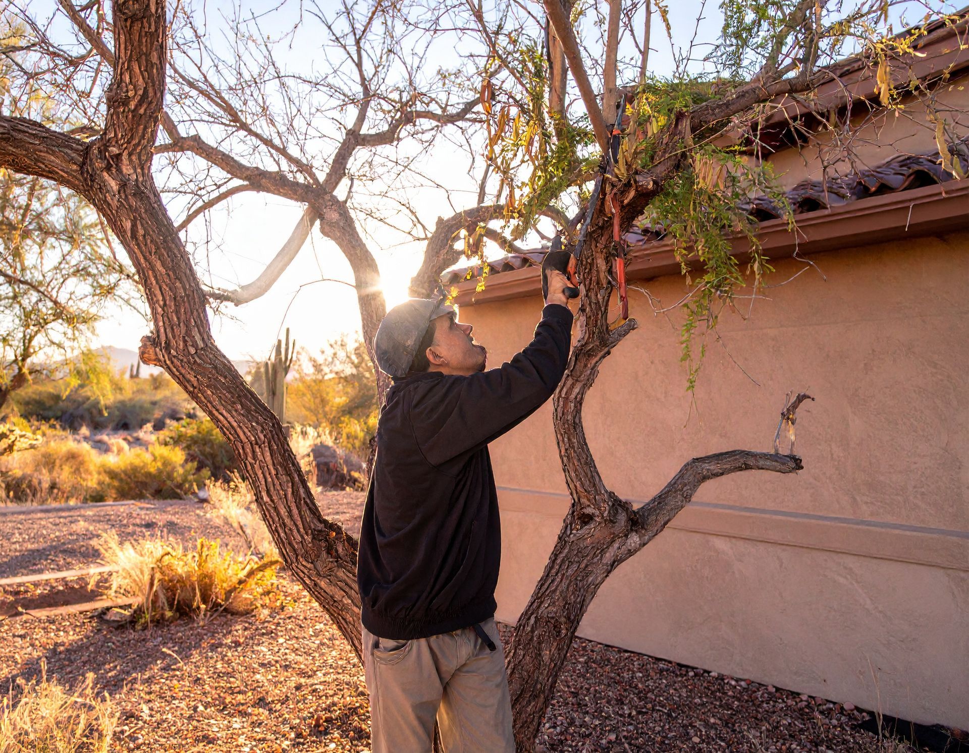 Tree Service Green Valley Mesquite trimming