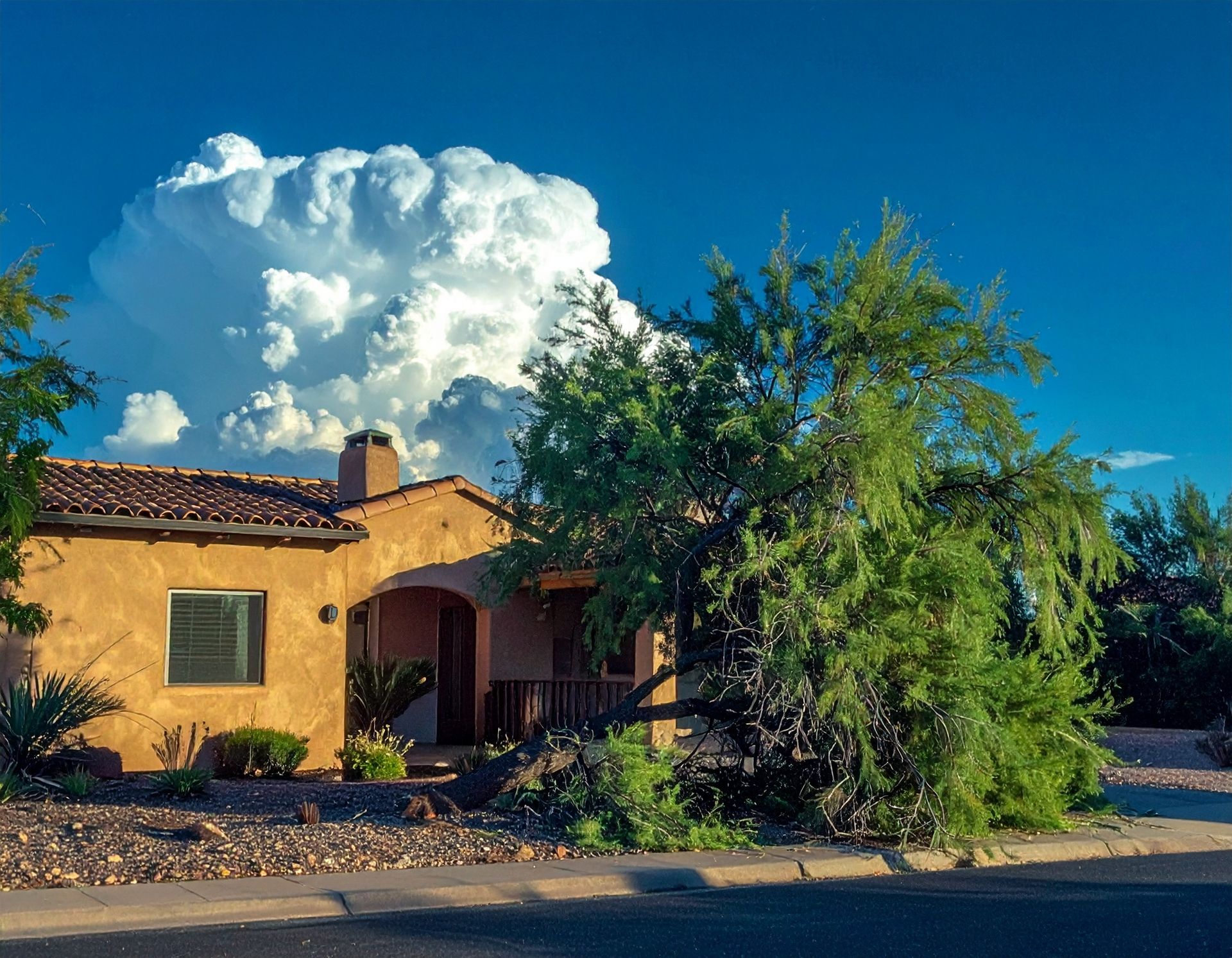 Tree Service Green Valley downed tree
