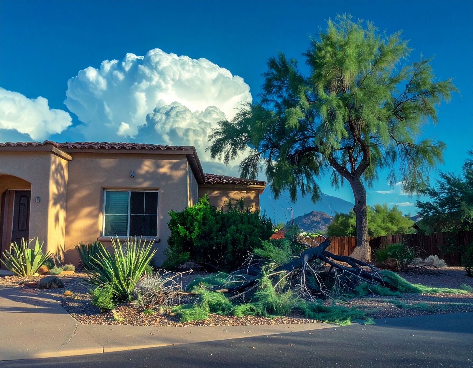 Tree Service Green Valley downed tree