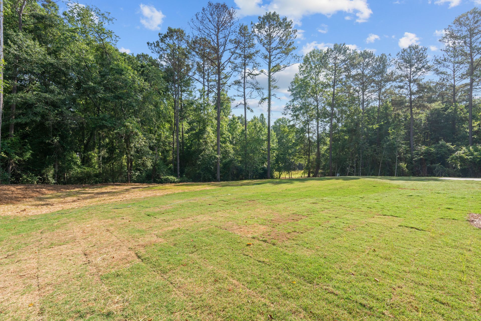 Grassy clearing bordered by tall trees under a bright blue sky